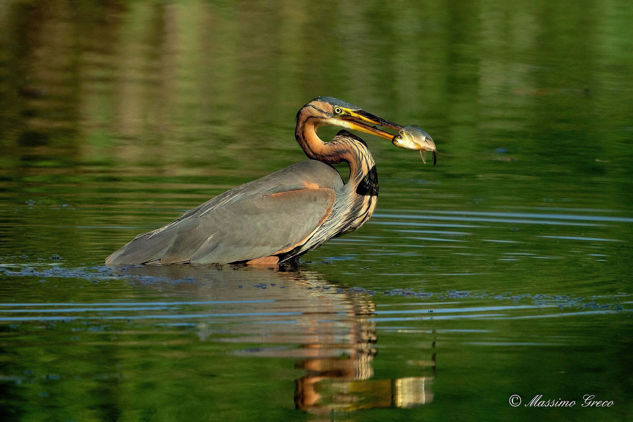 Red heron with prey