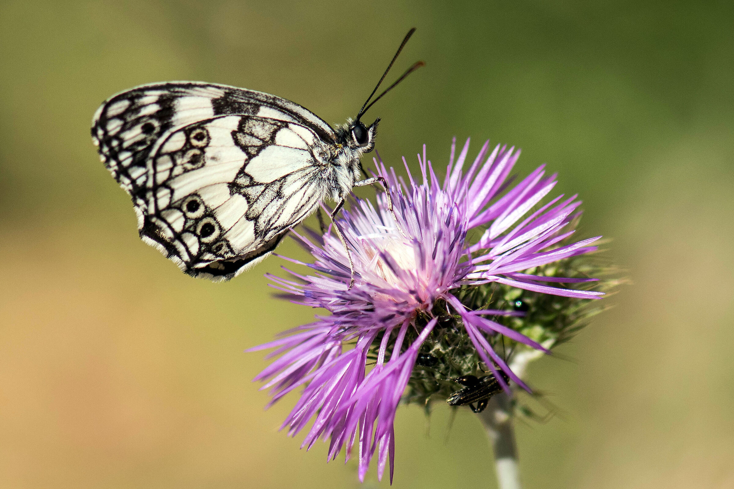 Melanargia Galathea