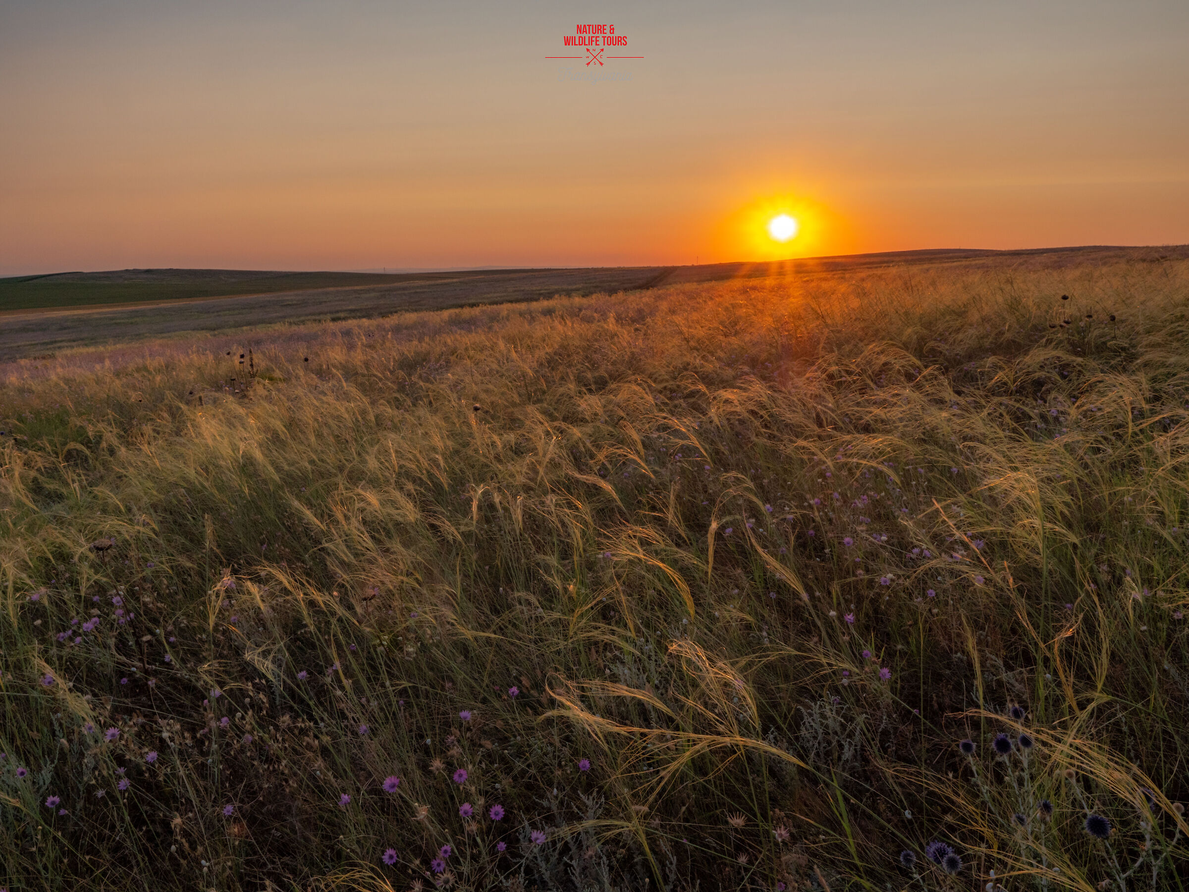 Feather grass sunset
