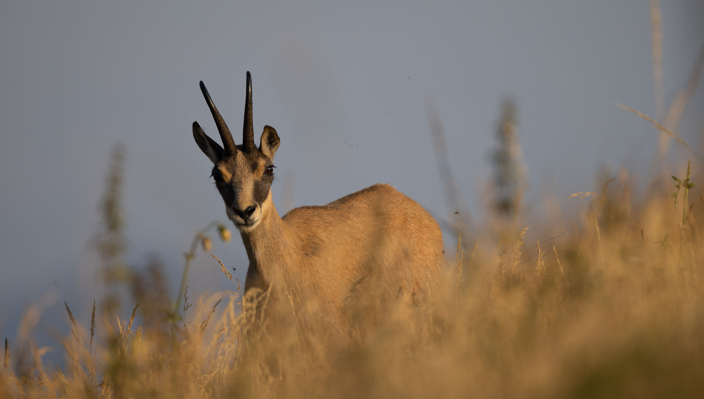 camoscio al tramonto