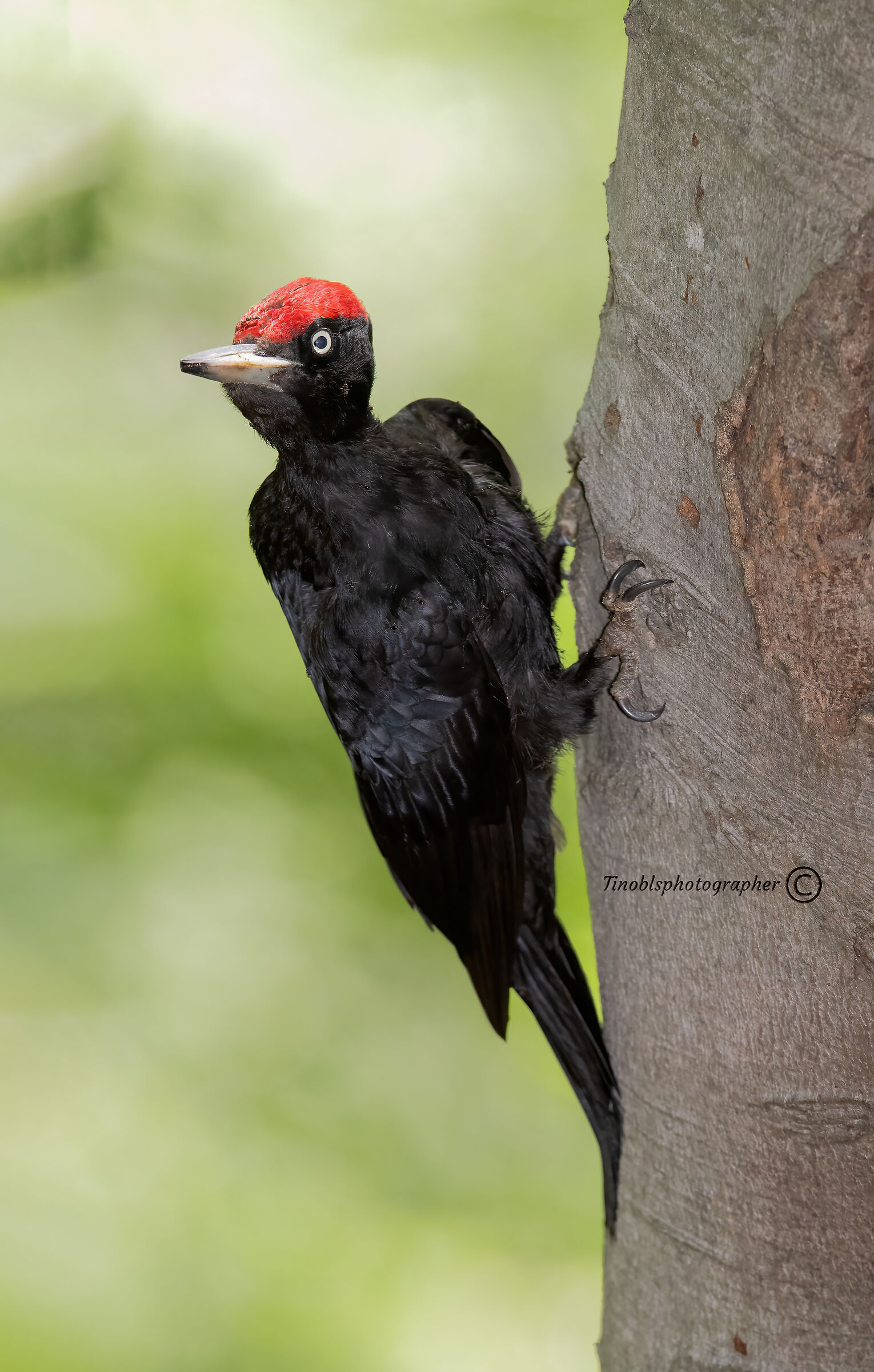Black woodpecker (Dryocopus martius )