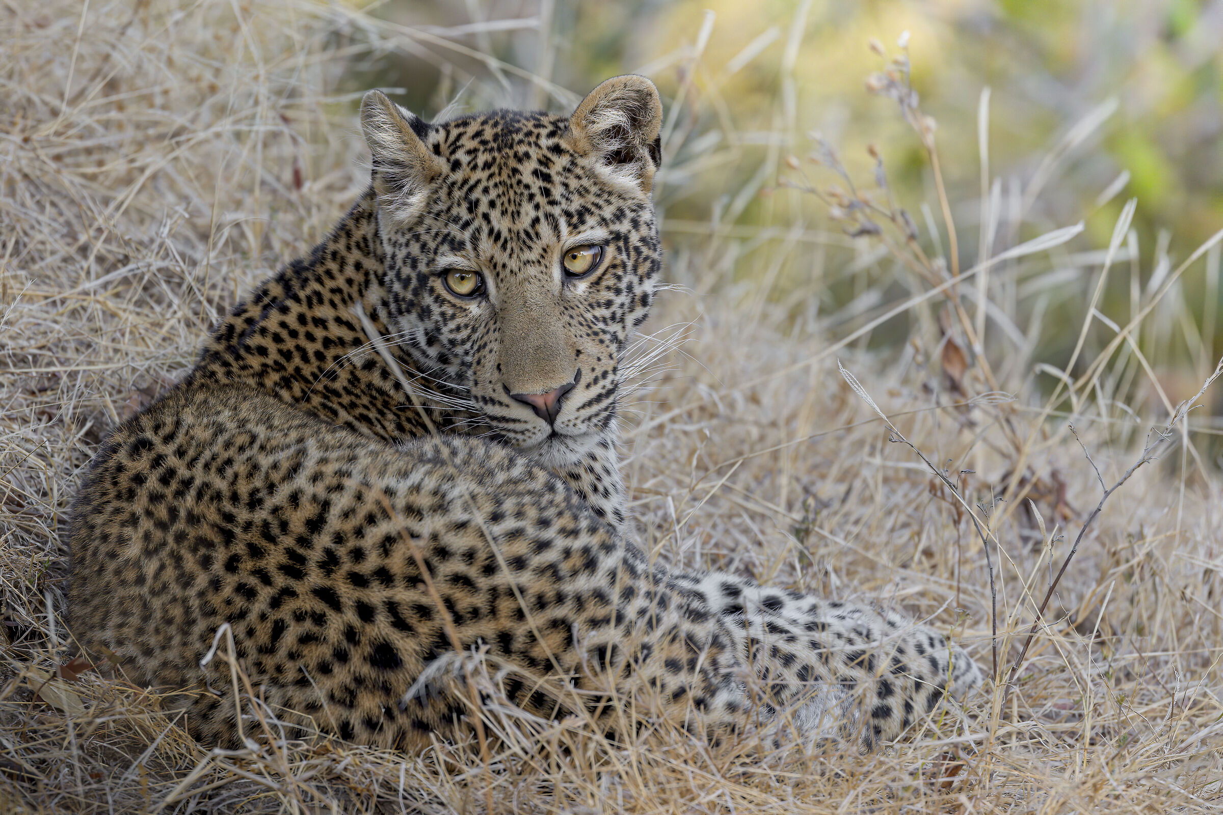 Leopardo - South Luangwa National Park