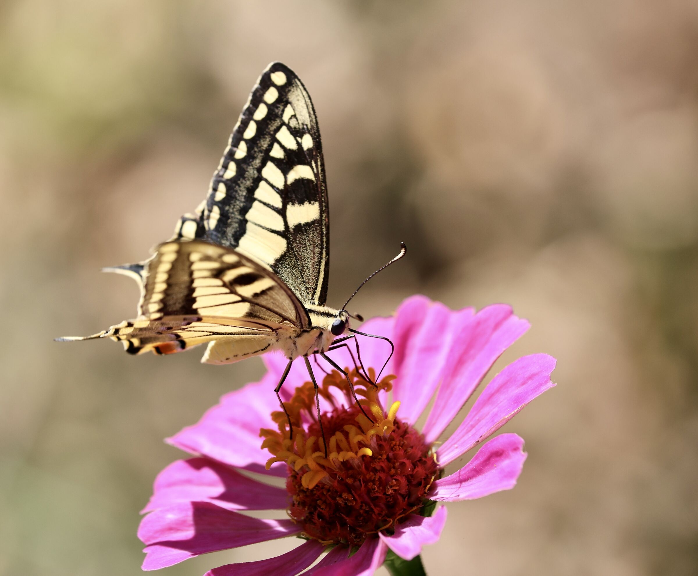 Swallowtail