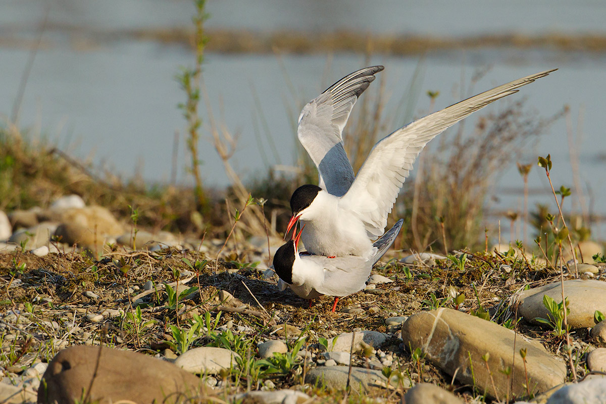 terns in coupling
