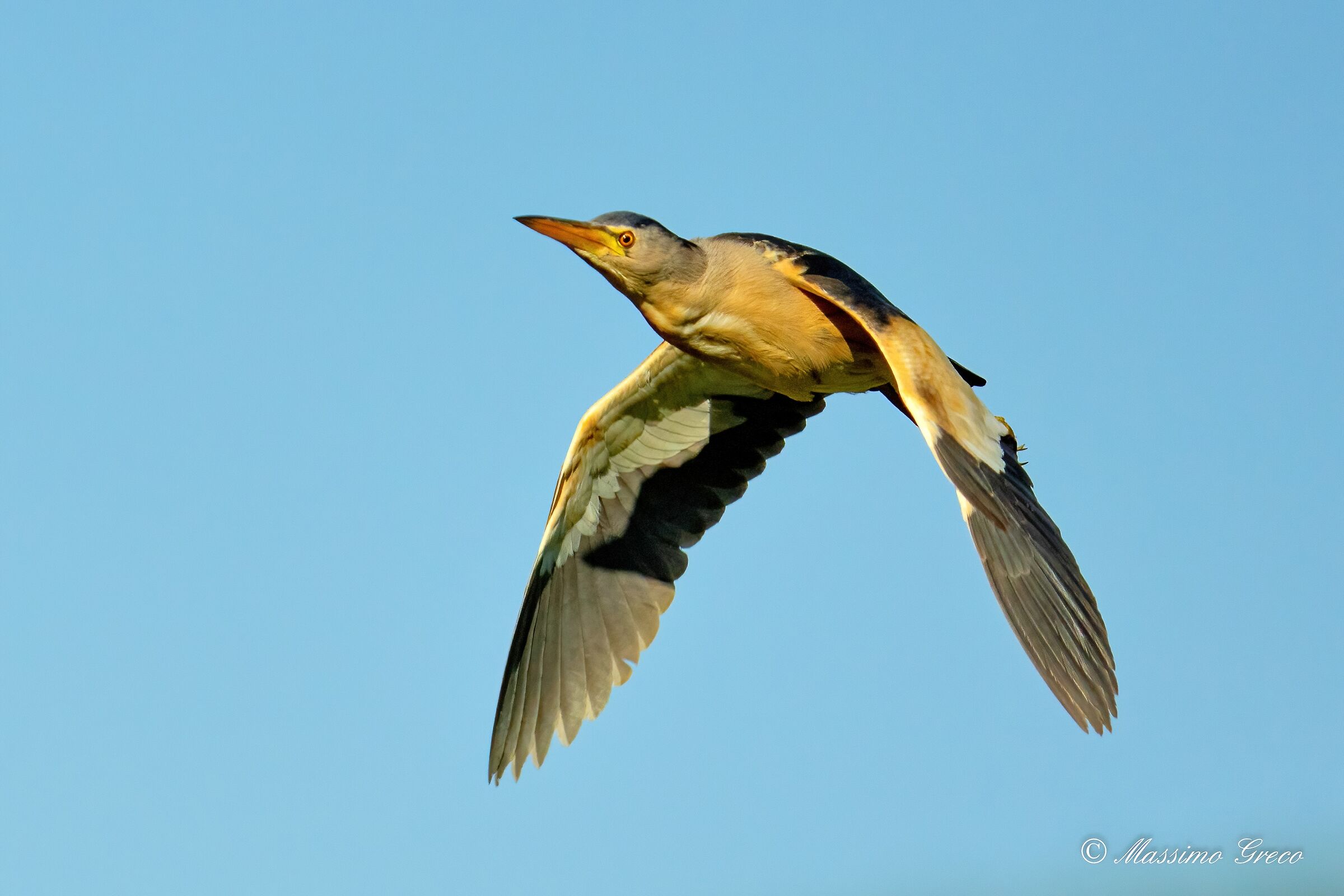 Tarabusino (Ixobrychus minutus)