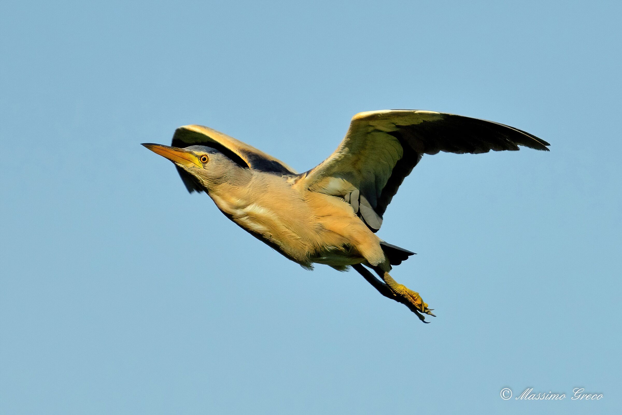 Bittern (Ixobrychus minutus)