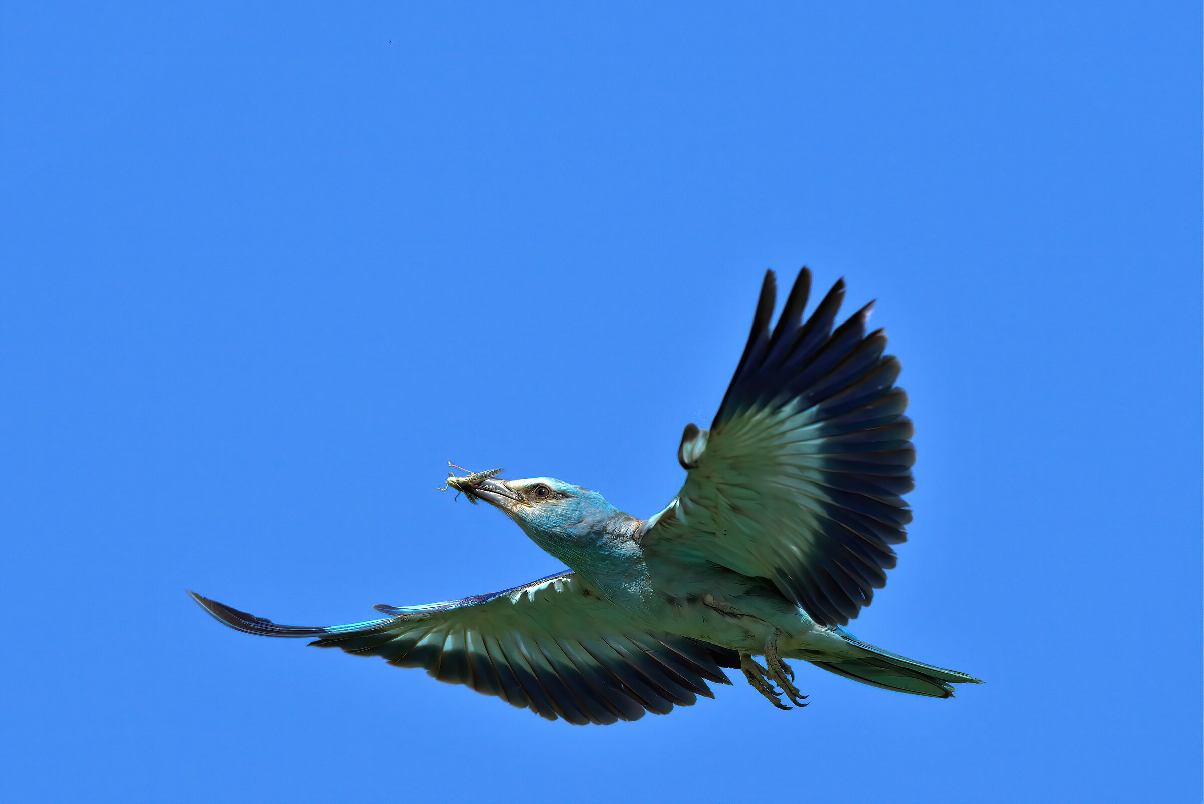 ghiandaia marina con cavalleta