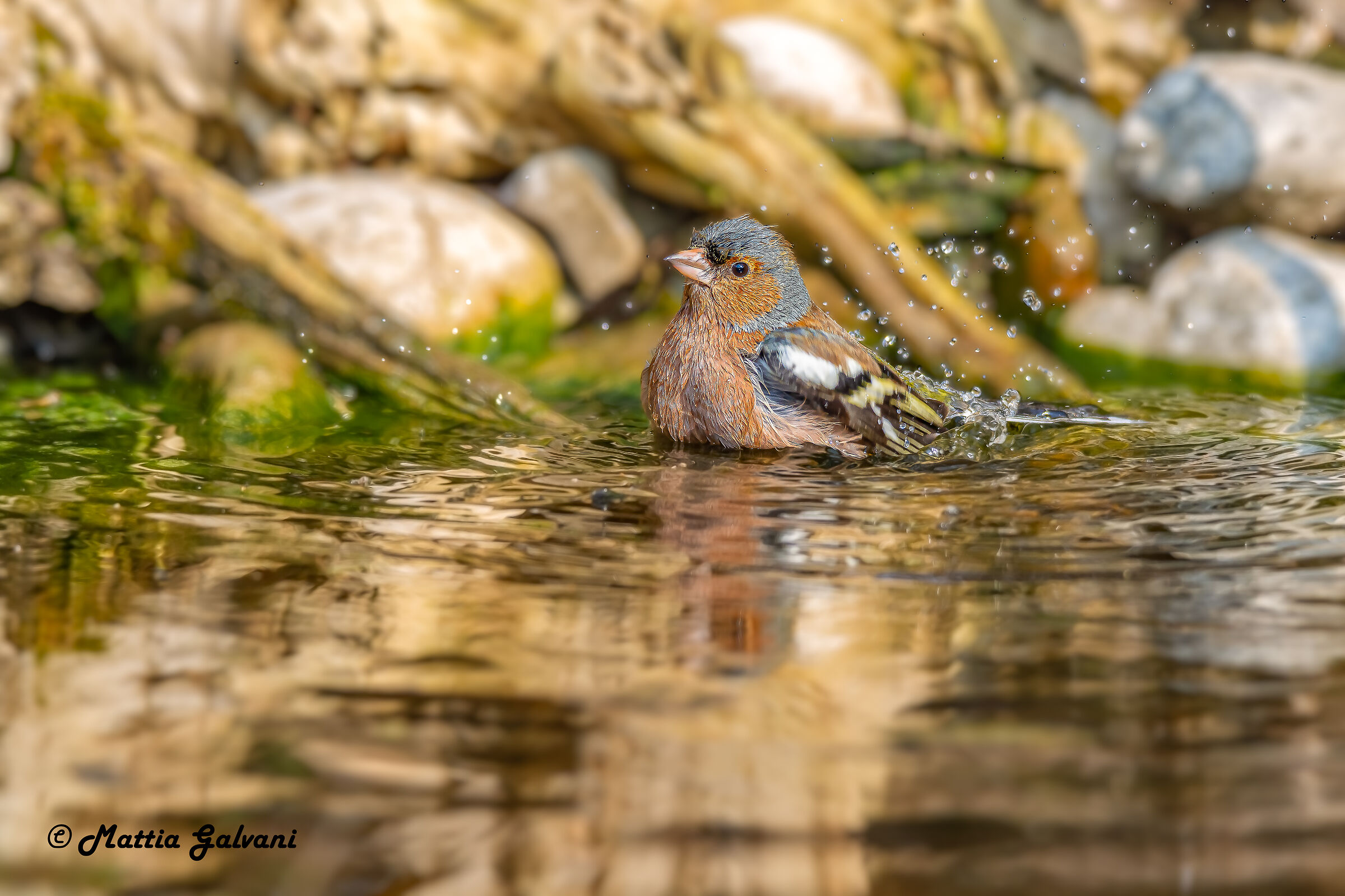 The Chaffinch bath