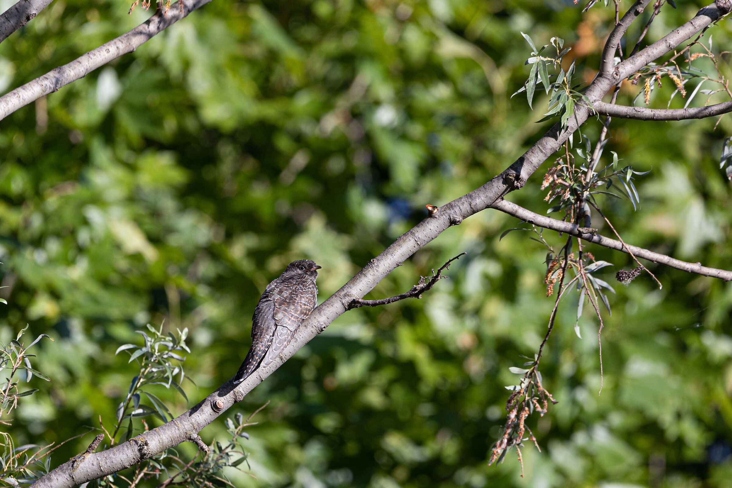 In posa - Riserva Naturale Lago di Sartirana