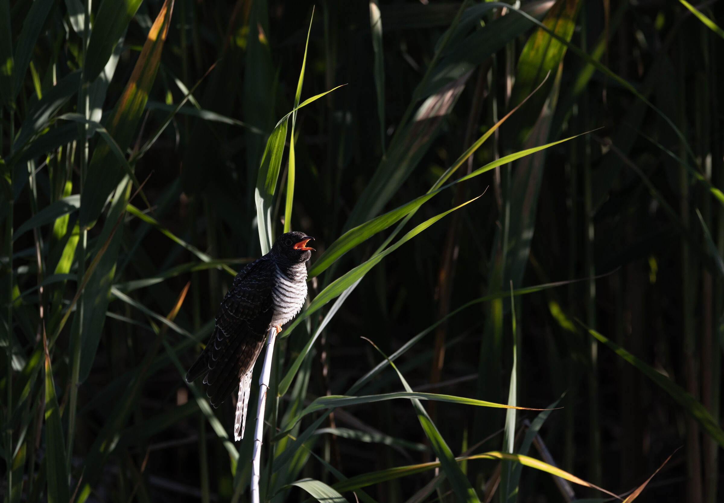 Penombra - Riserva Naturale Lago di Sartirana