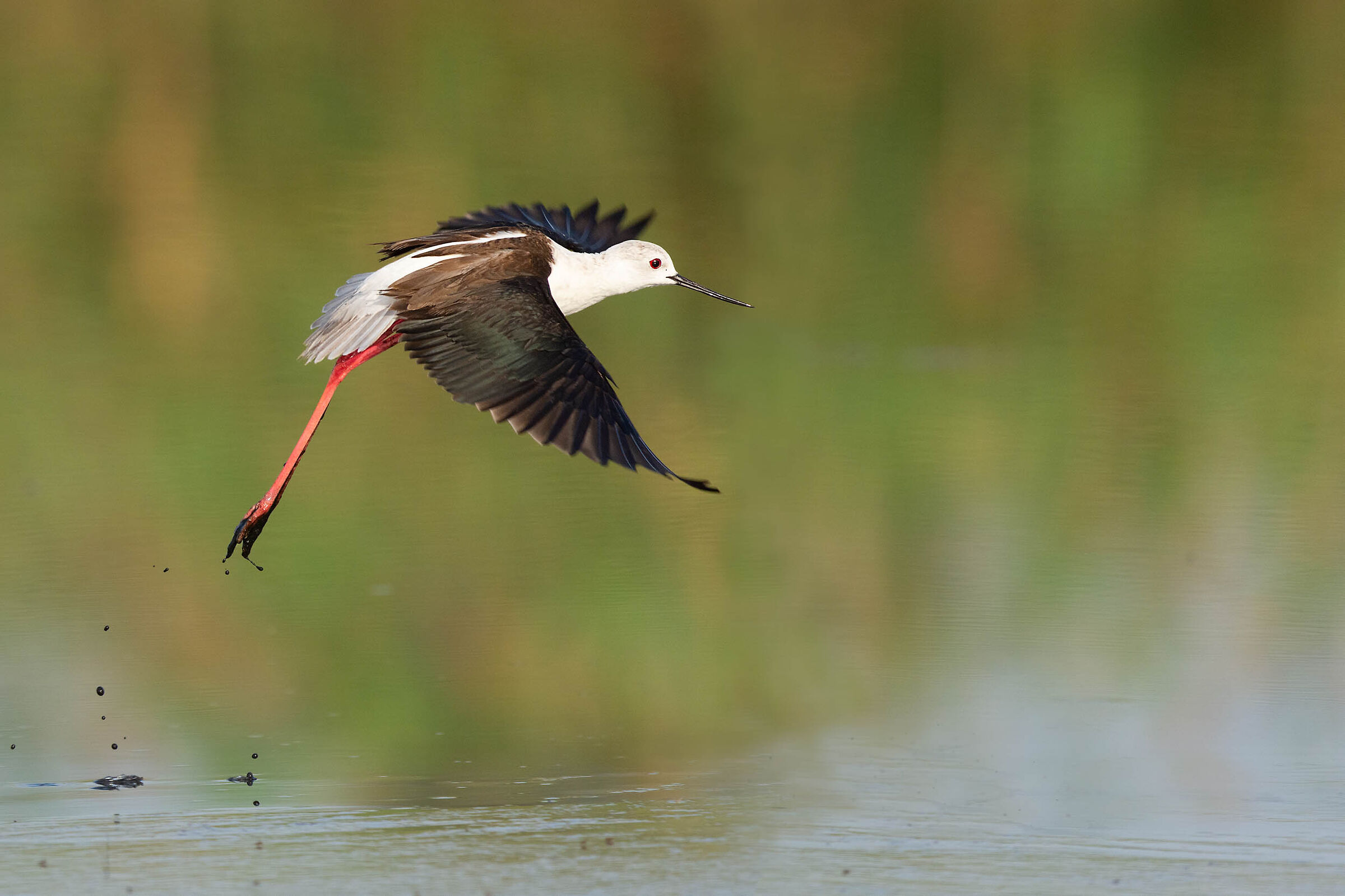 Lo stacco del cavaliere