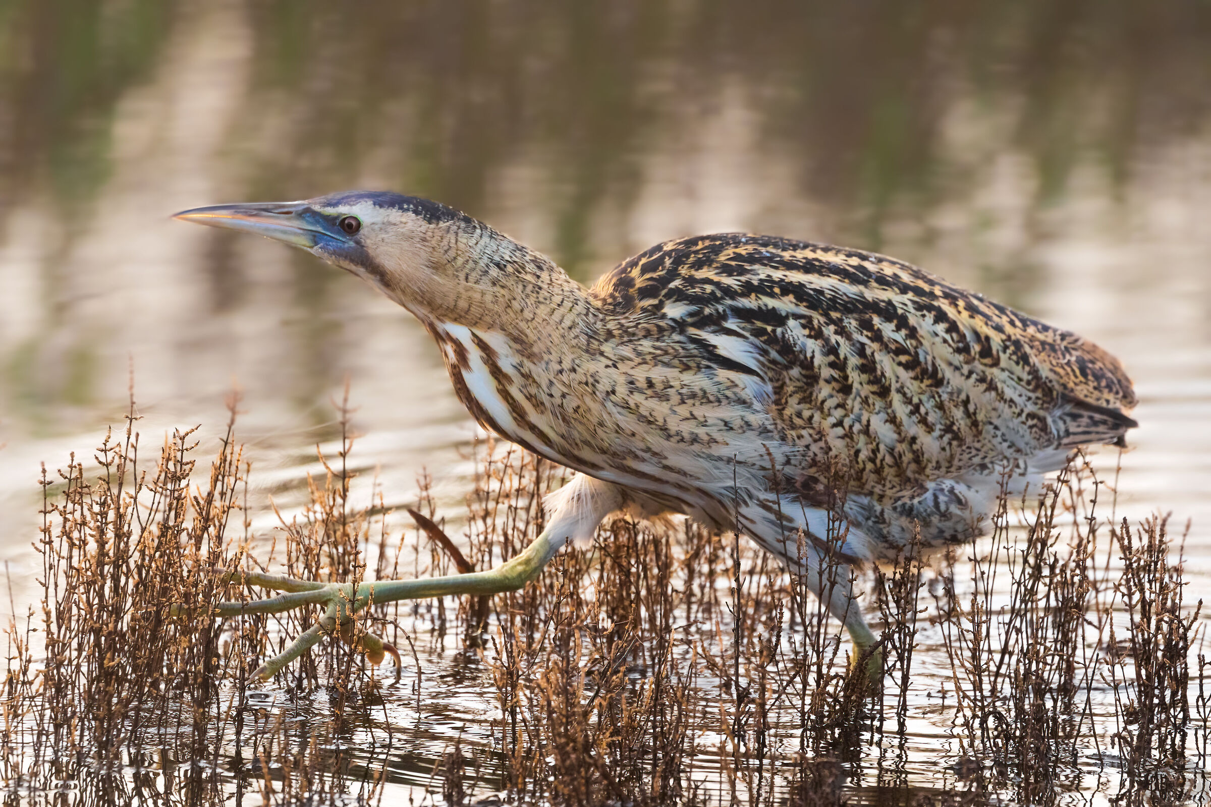 Bittern