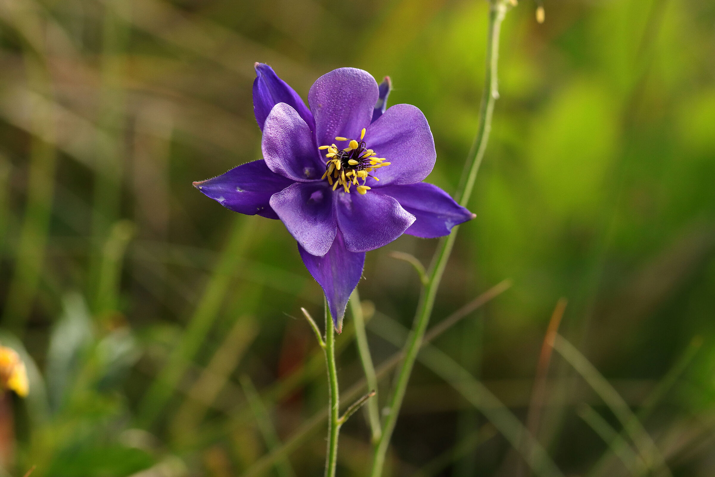 on the slopes of the Alben