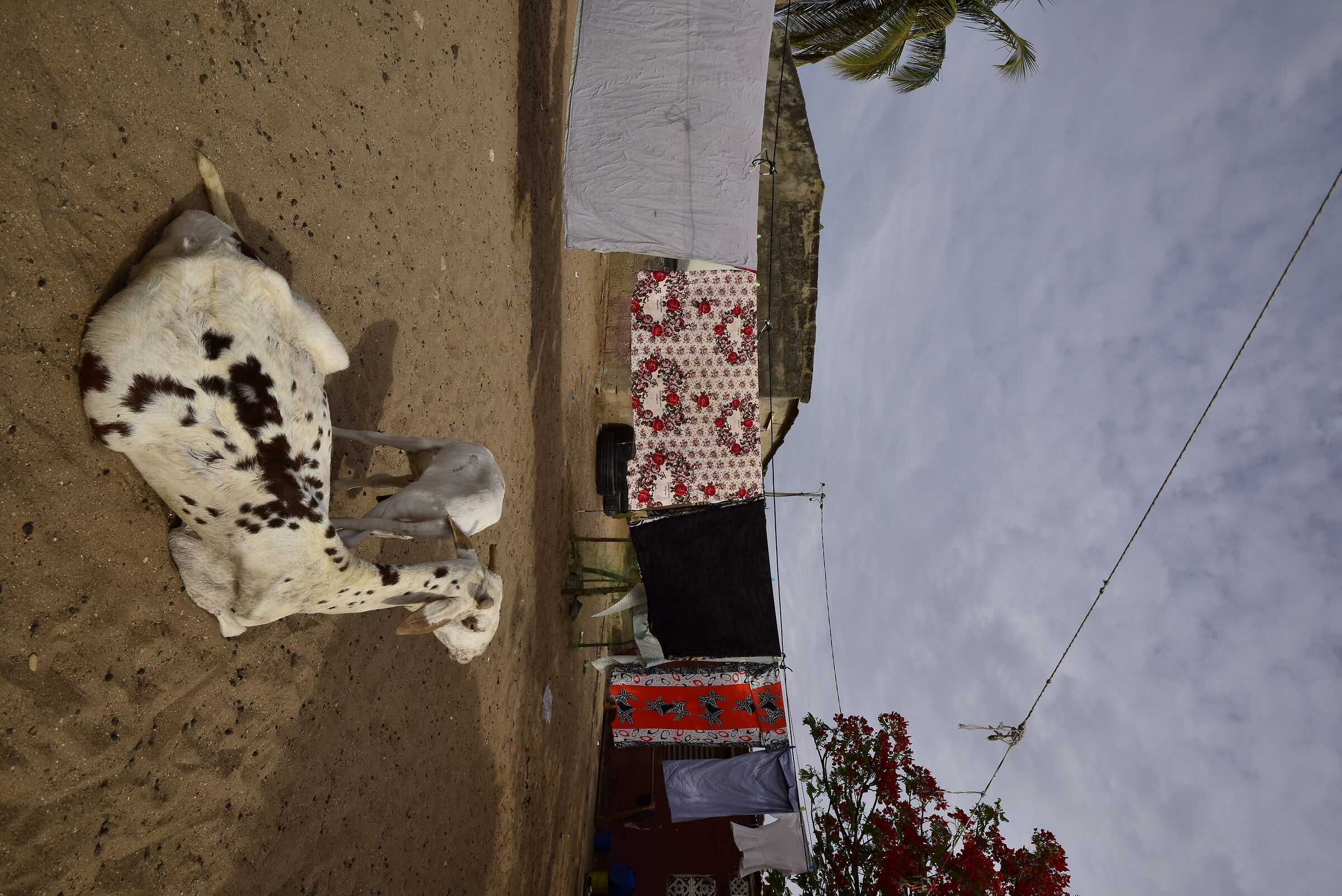 in senegal 3