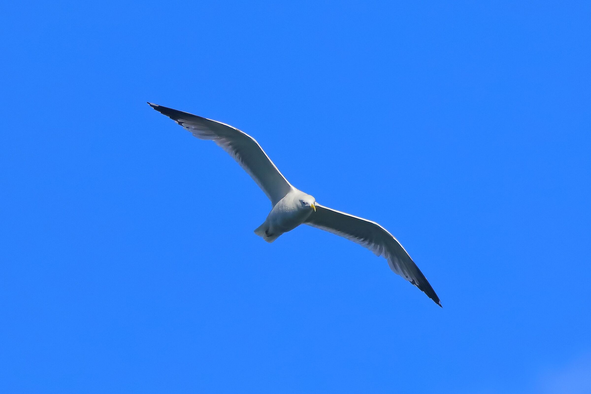 gabbiano terrestre 07-06-2022