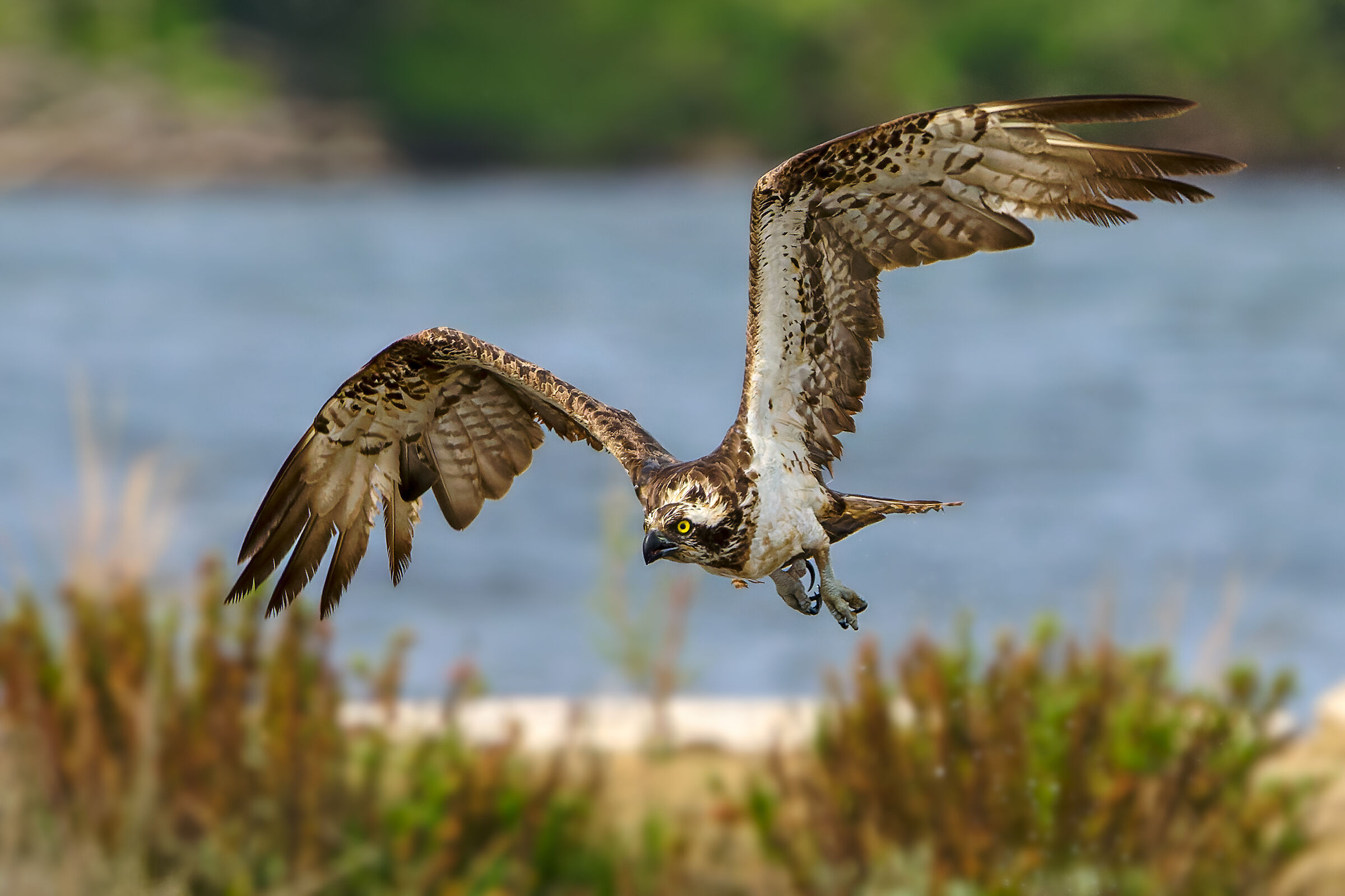 Osprey