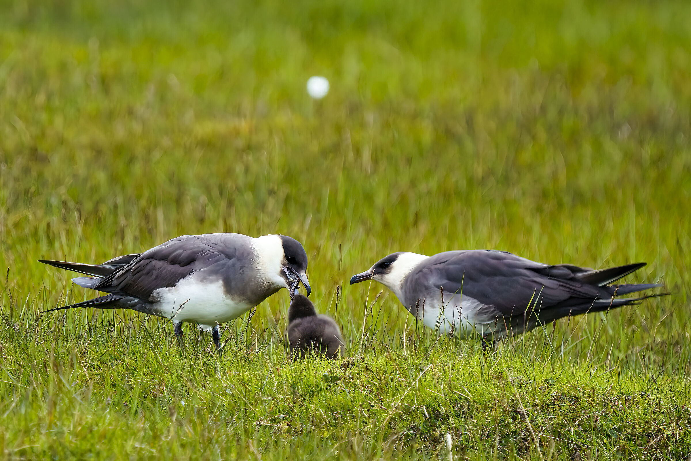Coppia di Labbi ( Stercorarius parasiticus ) e pullo