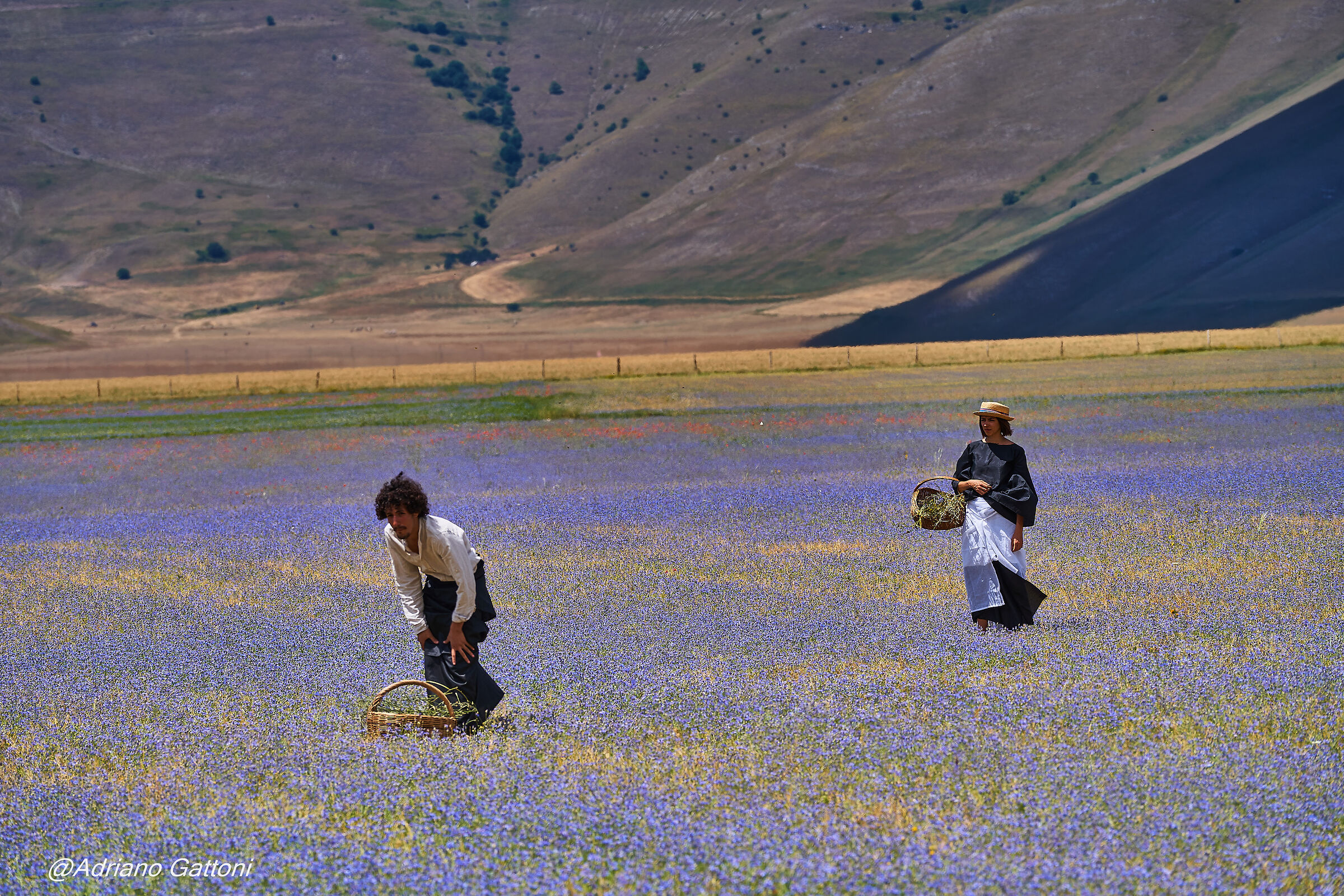 la raccolta della lenticchia