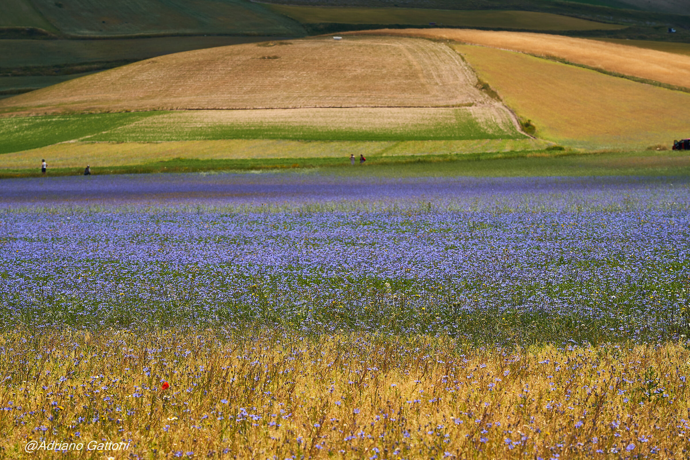 Castelluccio 2022