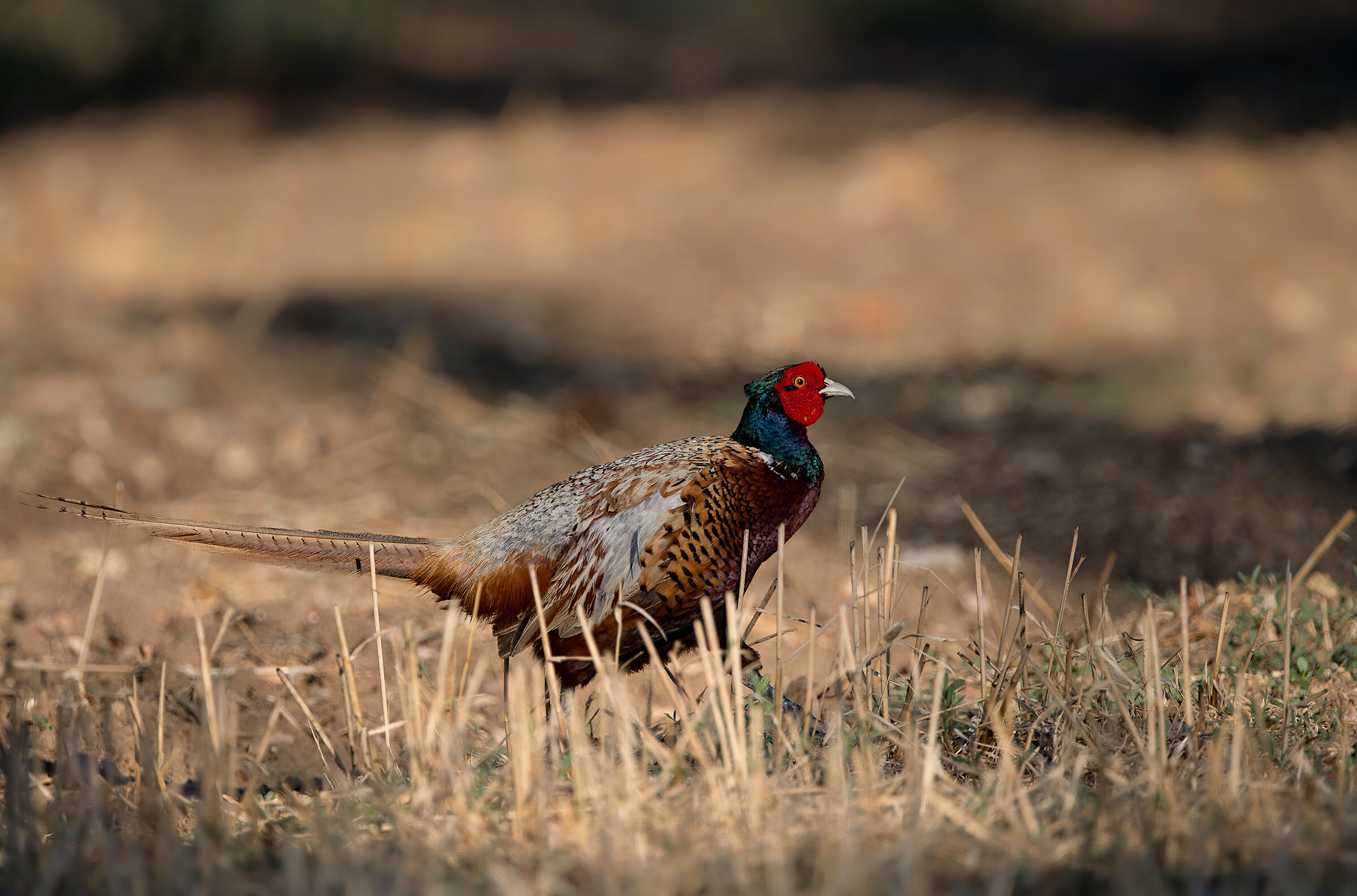 Pheasant (m)