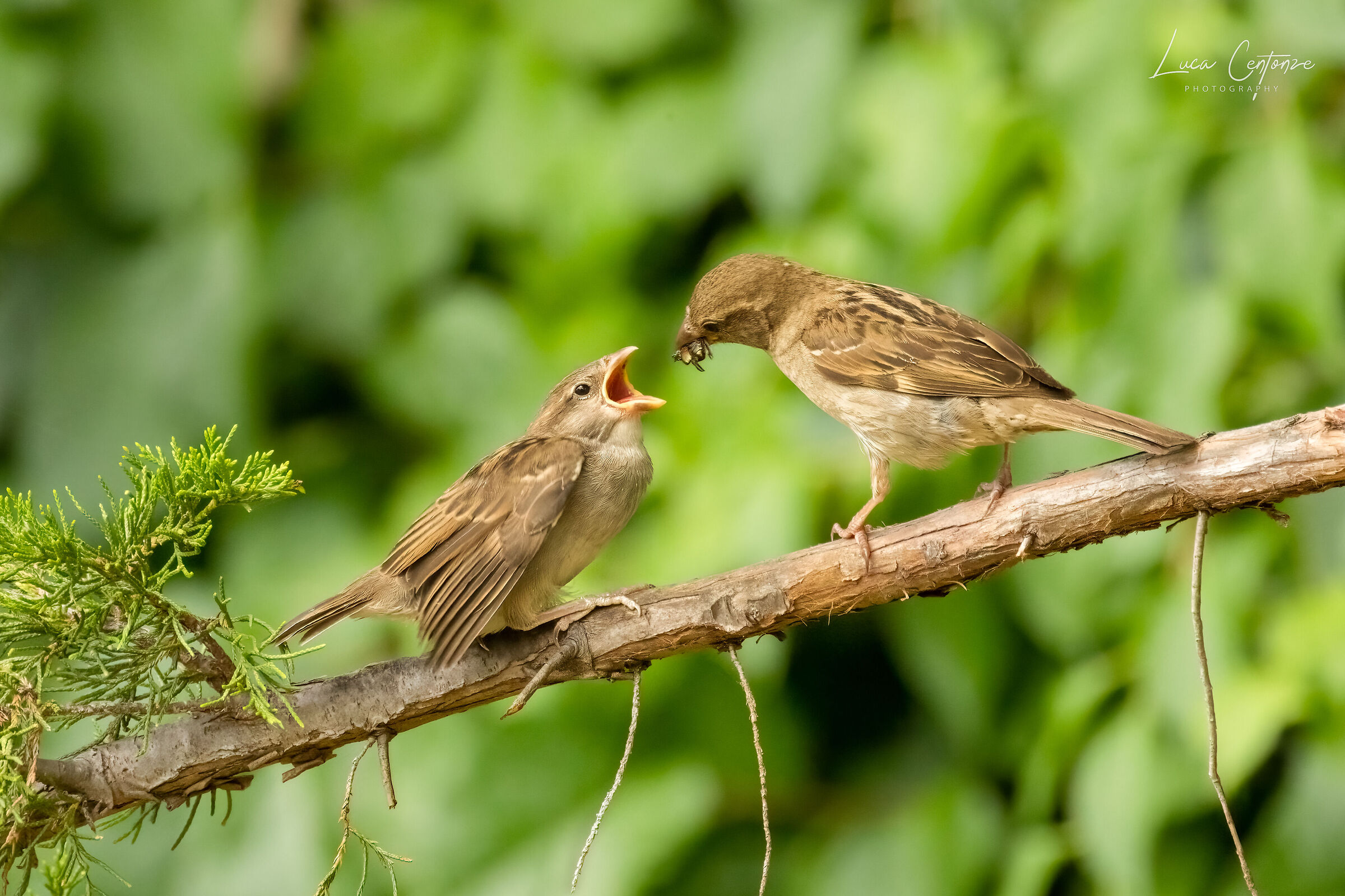 Colazione in giardino