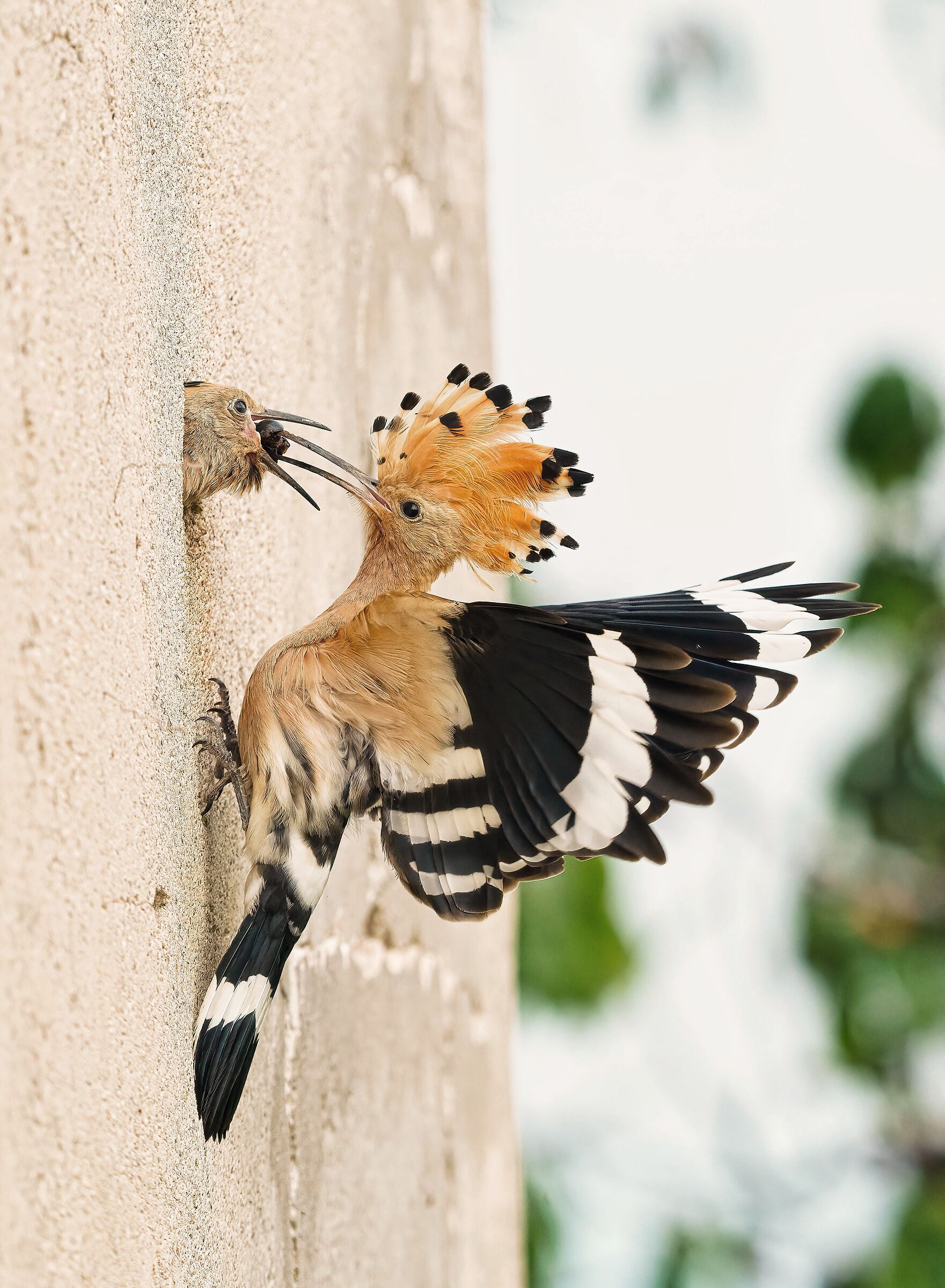 Sti figli sempre dentro casa