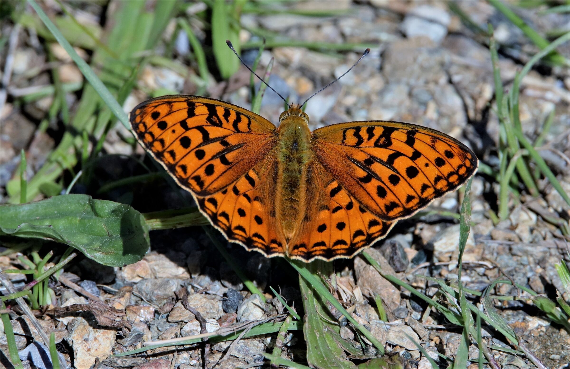 Argynnis Niobe