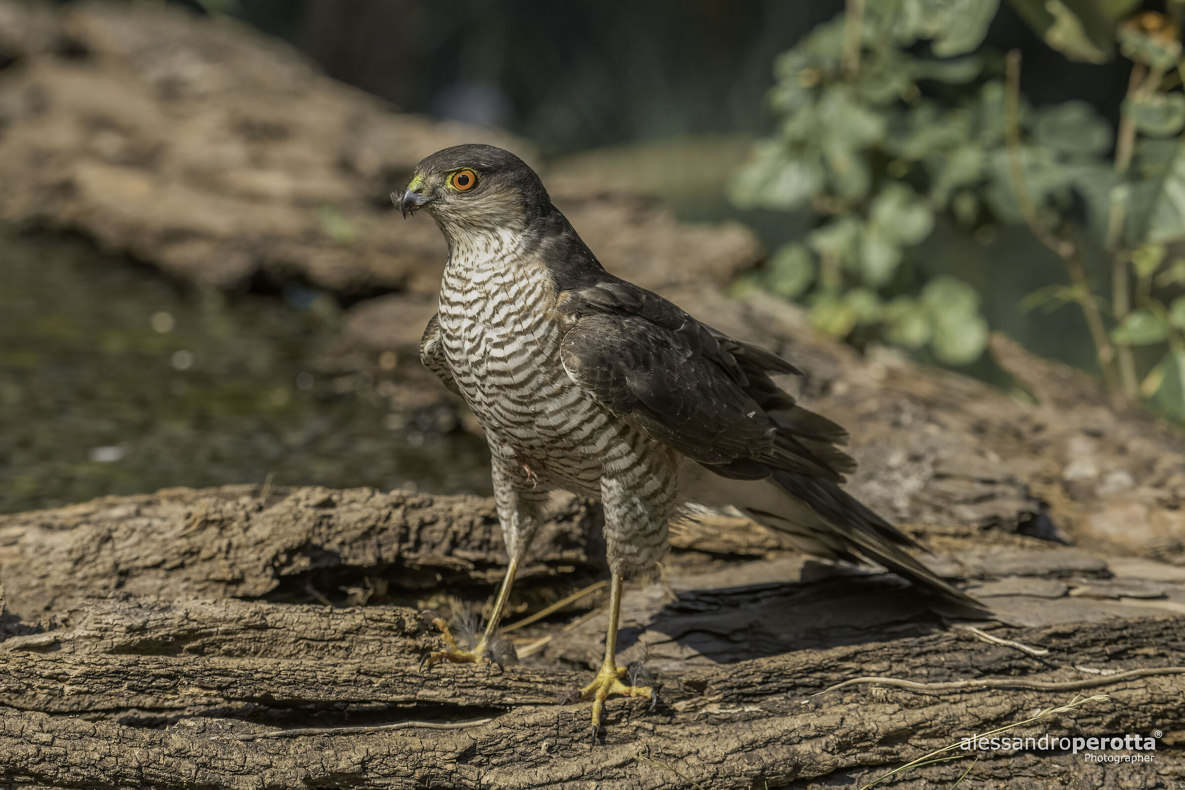 Accipiter nisus