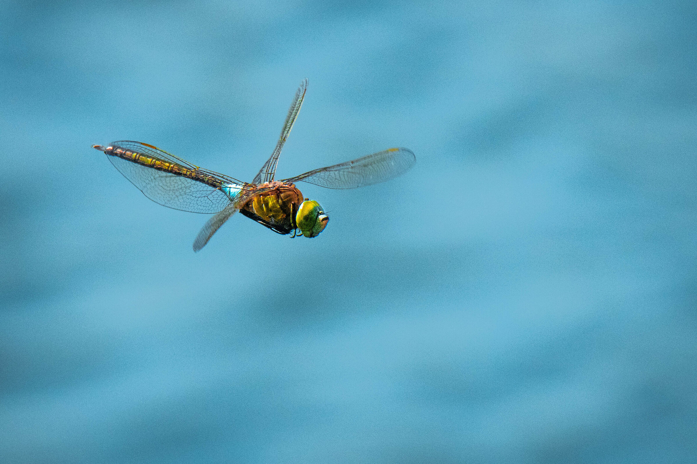 Dragonfly flying over the lake