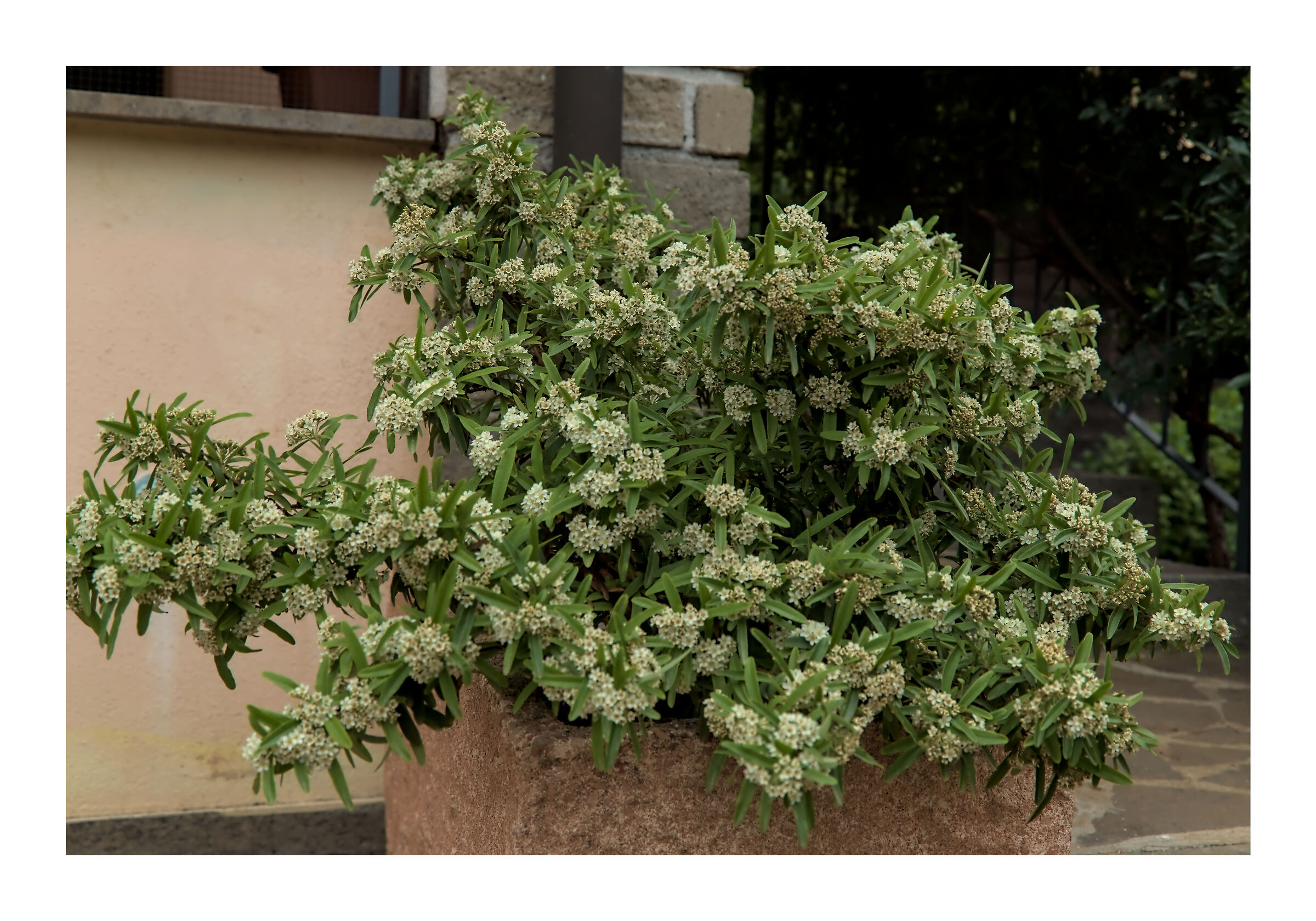 Pyracantha in fioritura