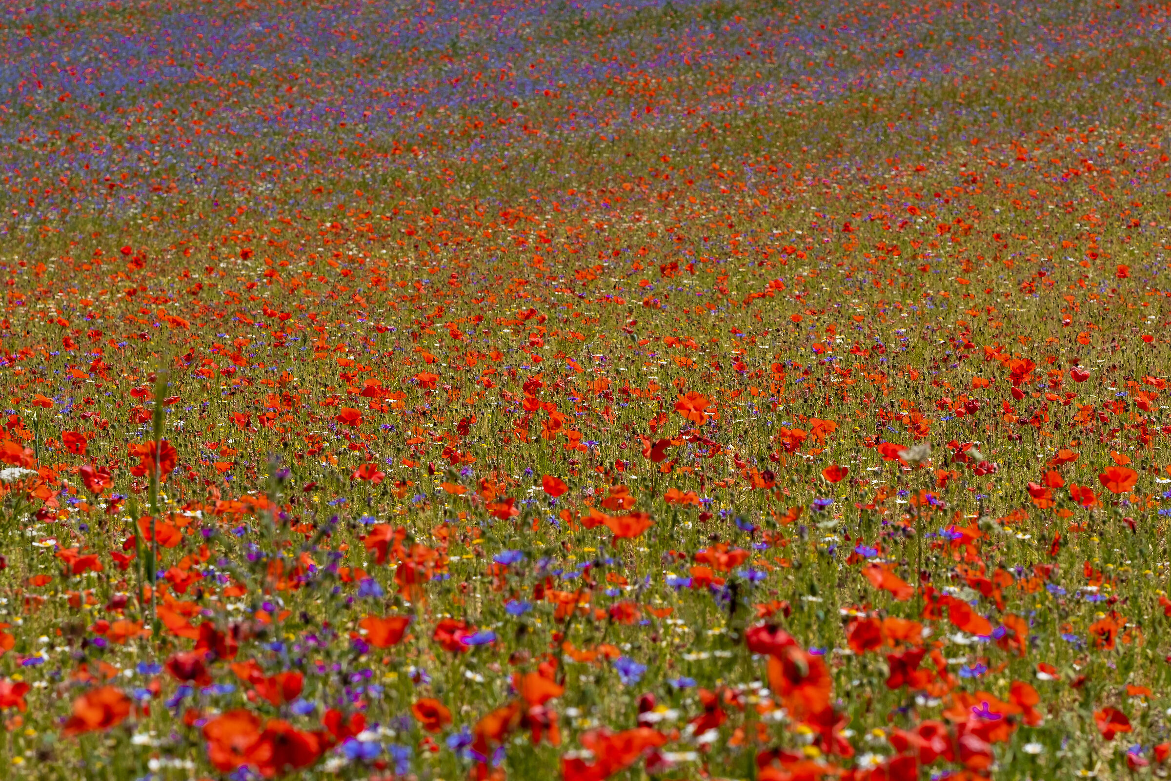 Castelluccio di Norcia
