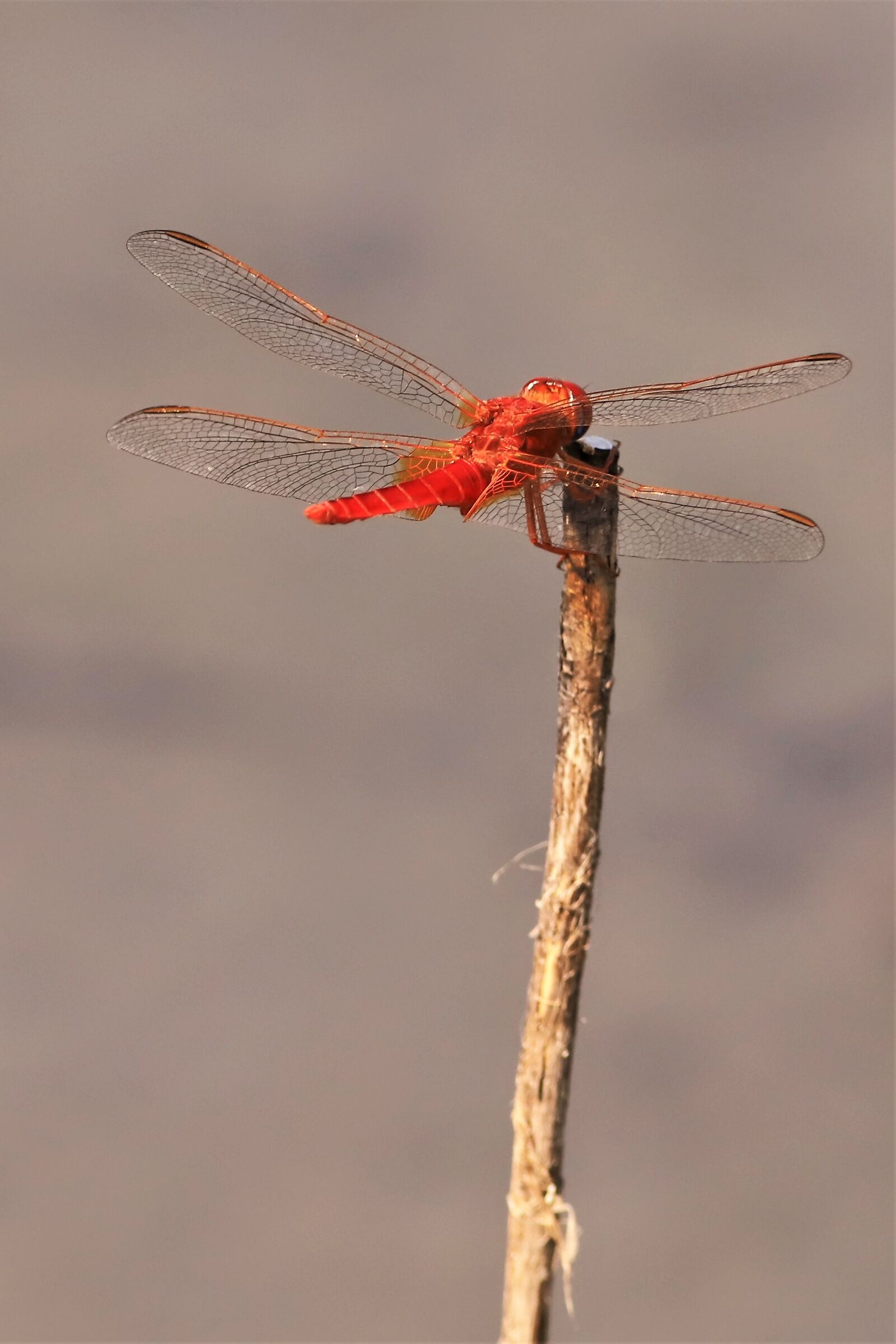 Red passion
