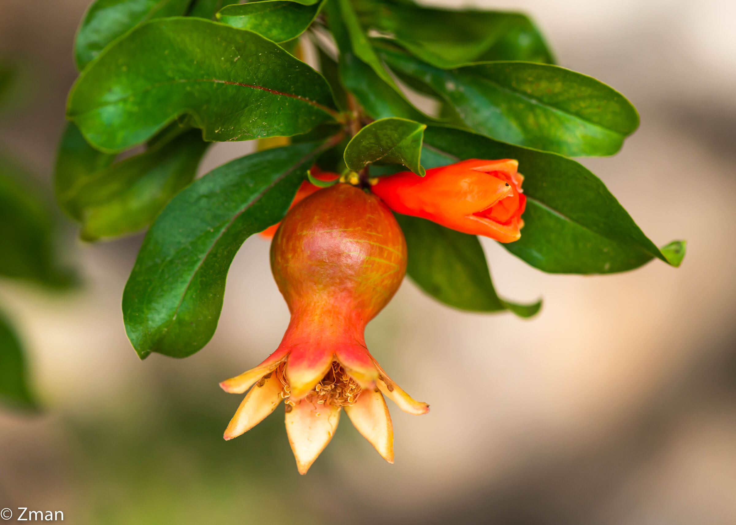 Pomegranate