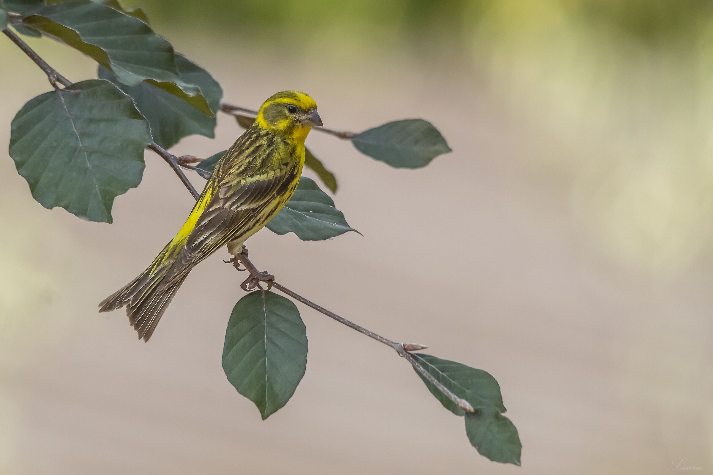 The verzellino friend