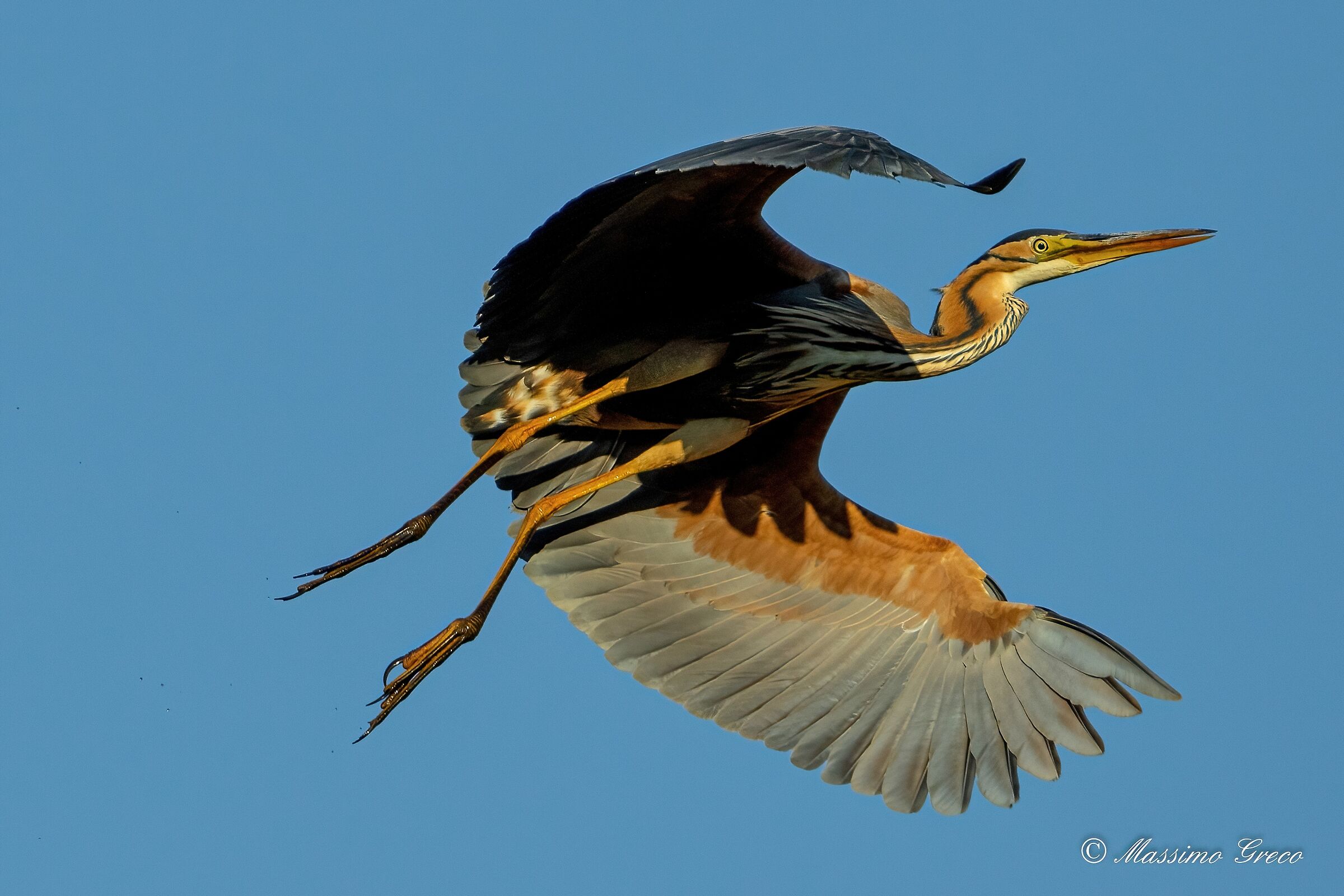 Red heron (Ardea purpurea)