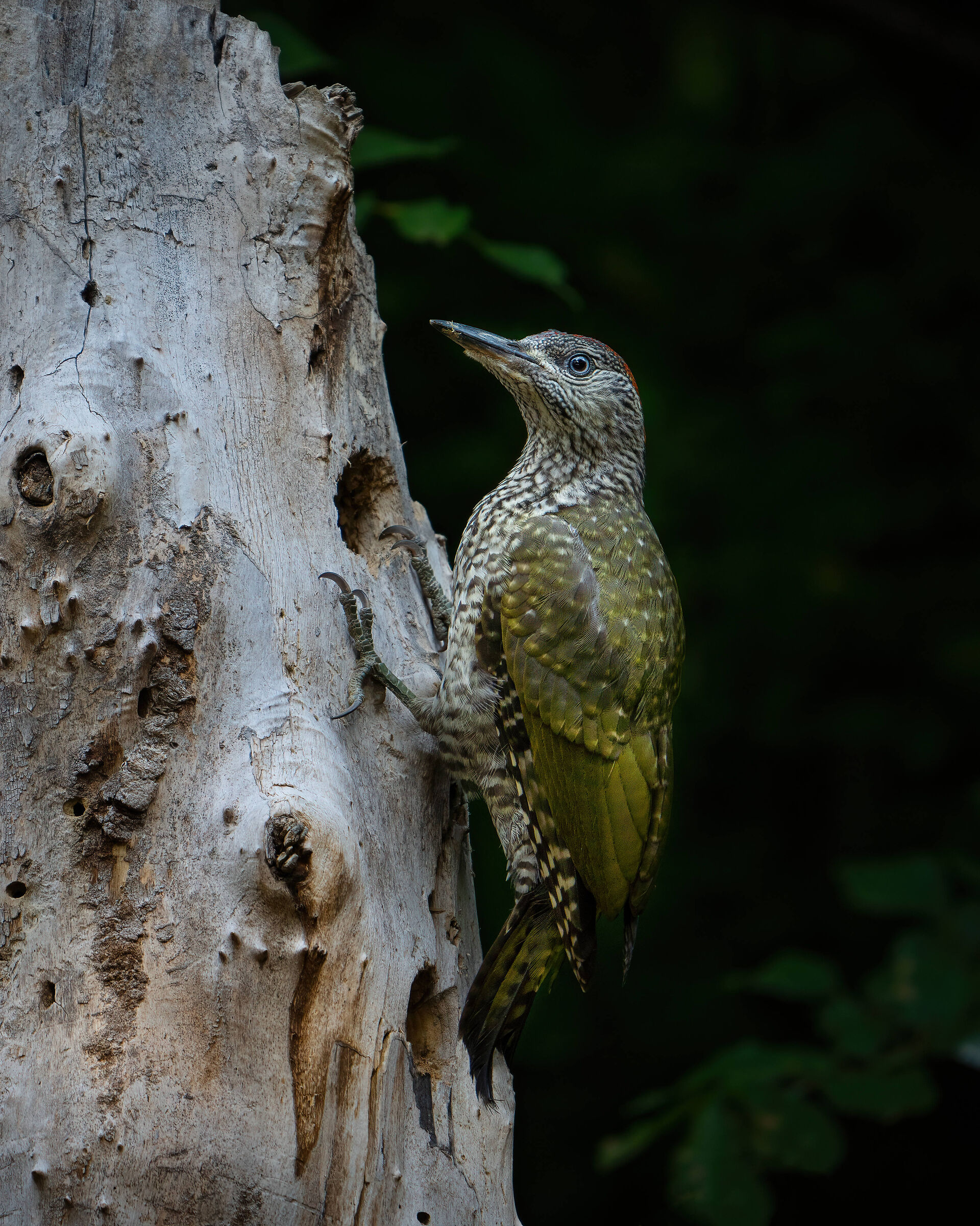 Green woodpecker and game of contrasts