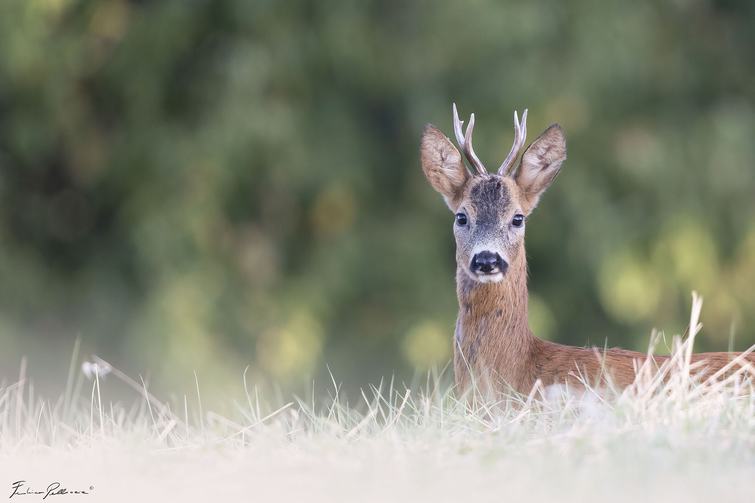 Curious roe deer