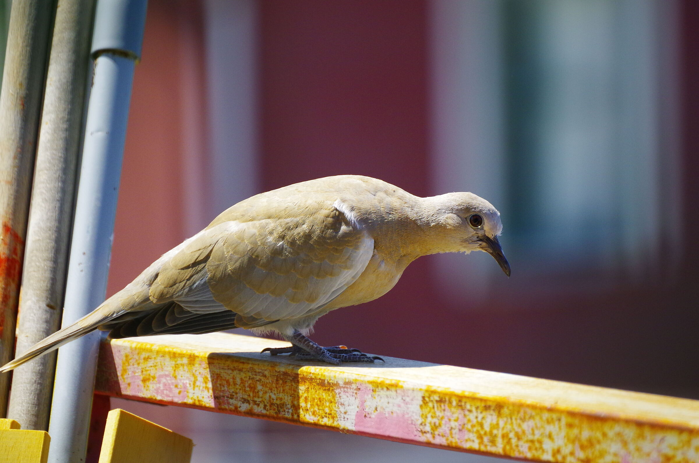 Bird of which I do not know the species A