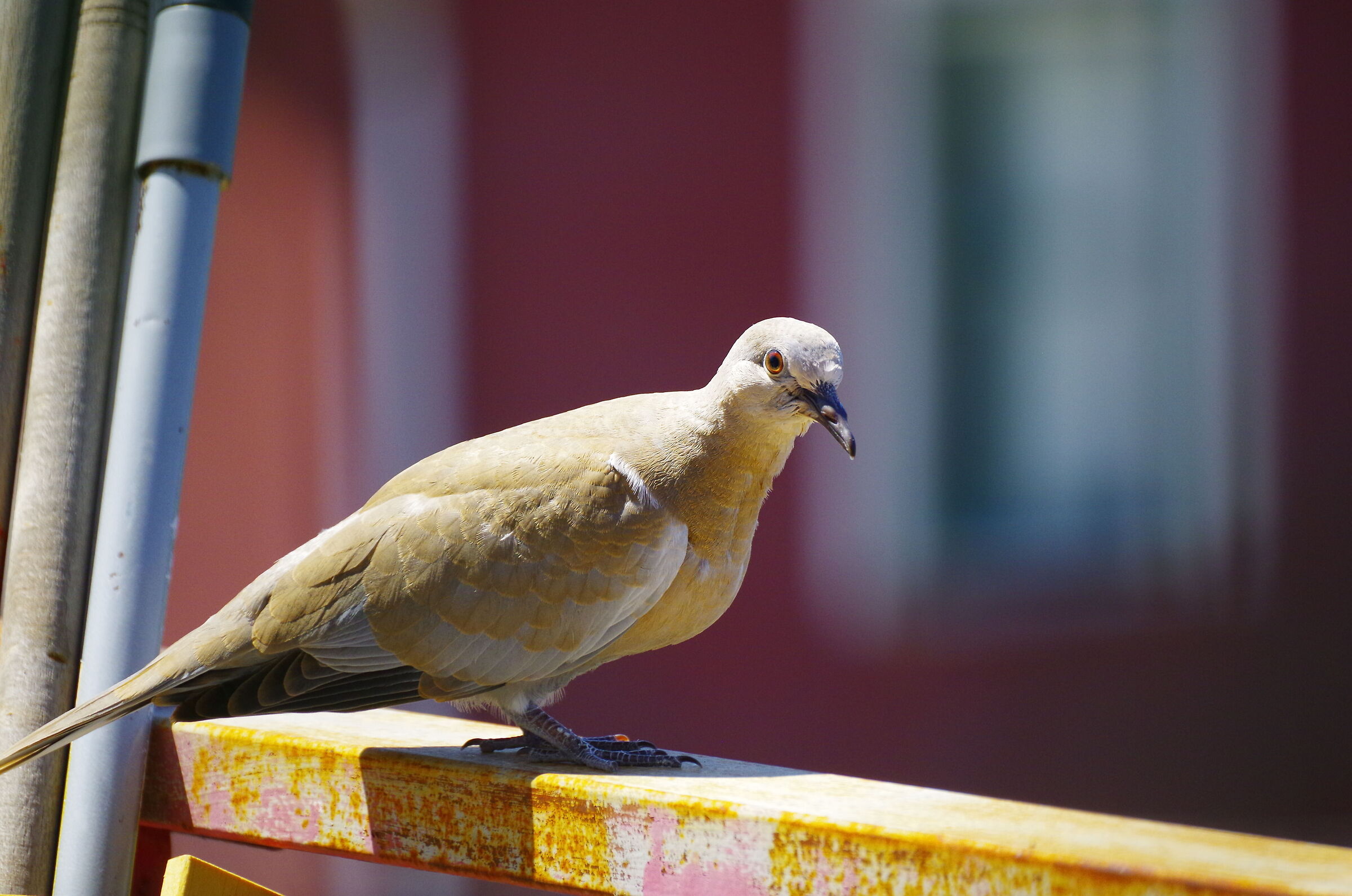 Bird of which I do not know the species B