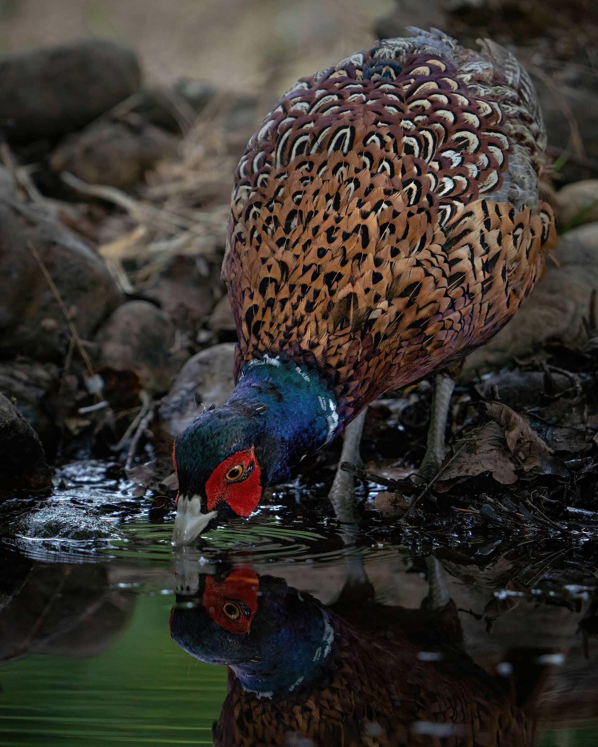 Pheasant with aperitif