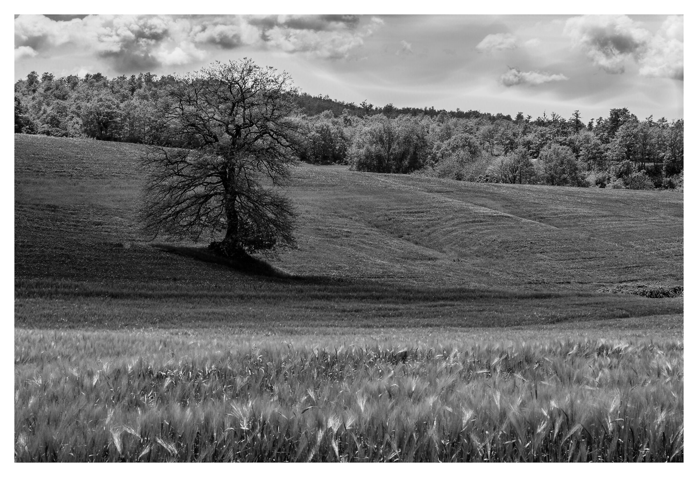 Campagna Toscana vicino Sorano (Gr).