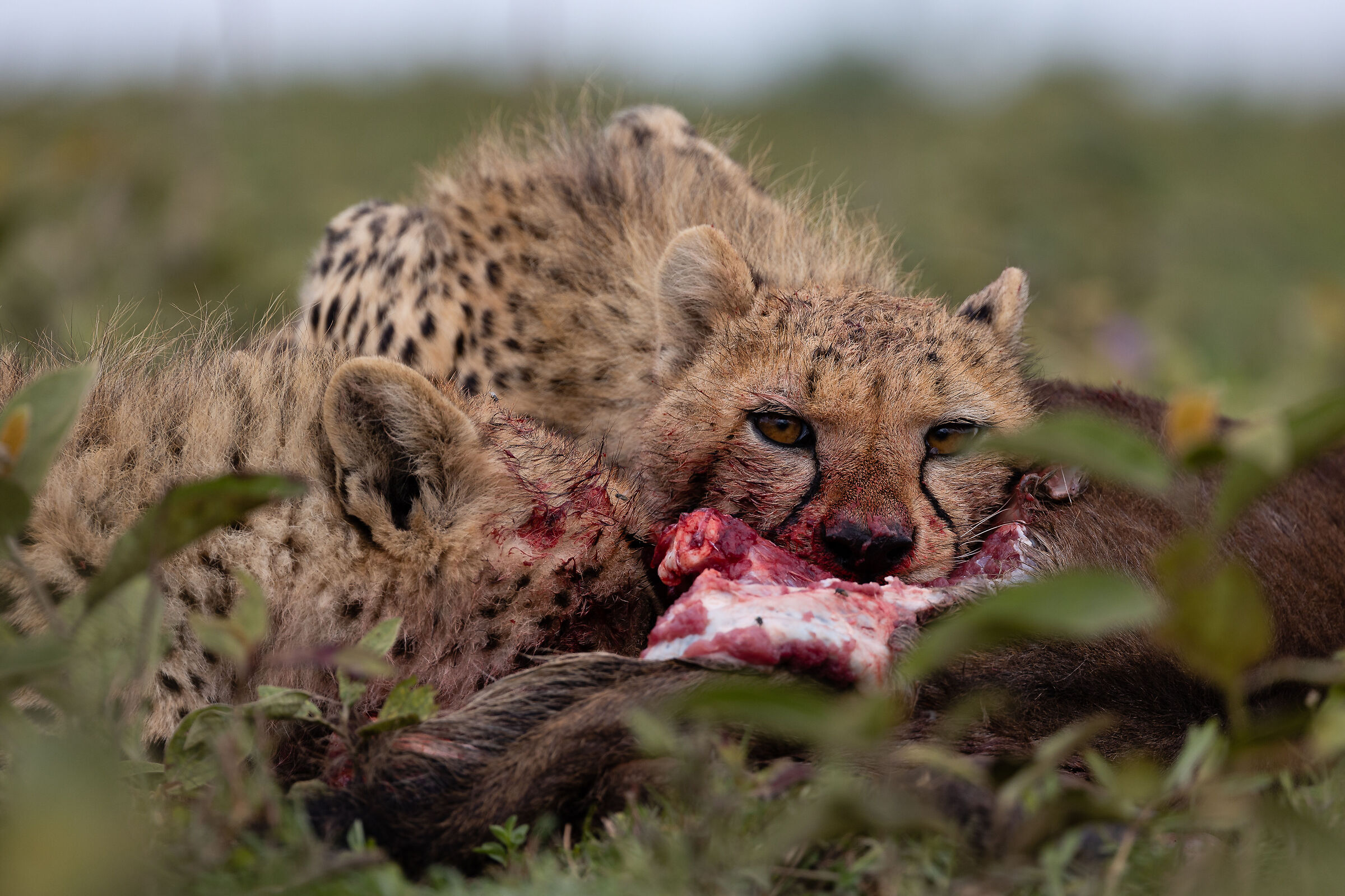 wildebeest for lunch