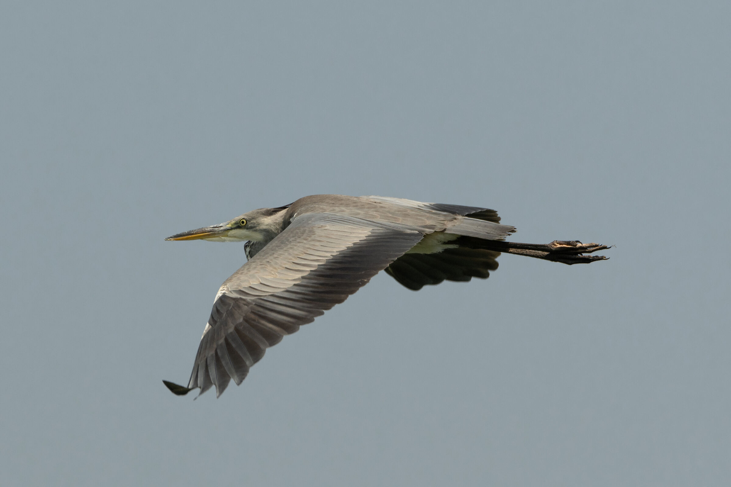 Sul lago di Comabbio