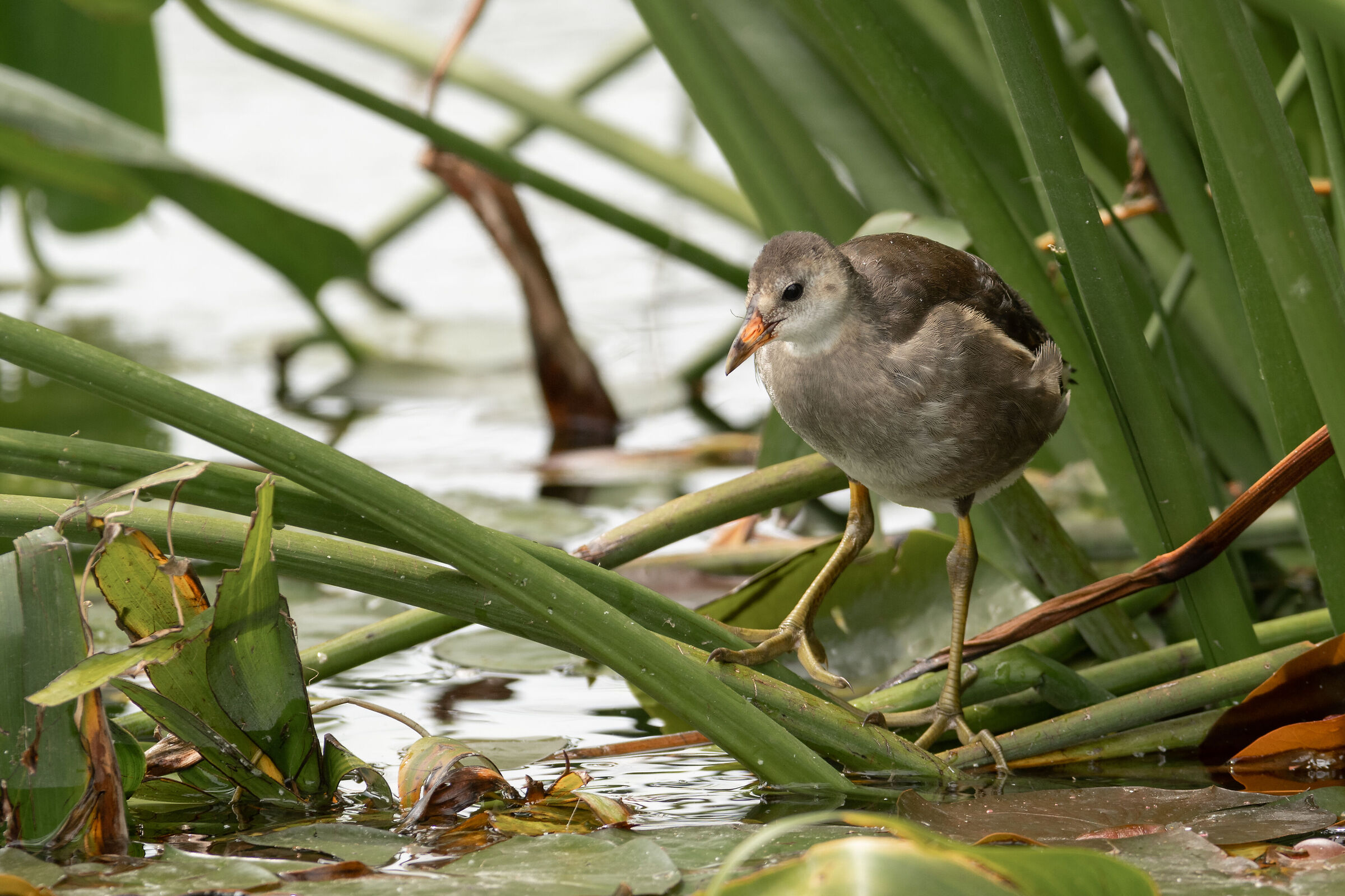 Strano ma vero, siamo a Milano