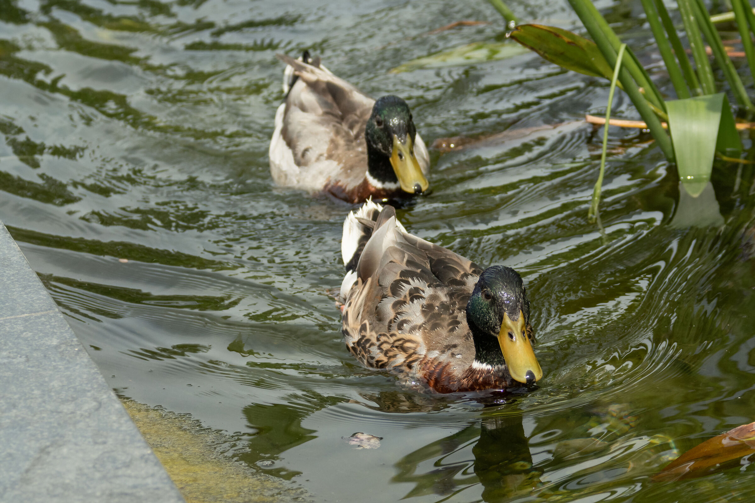Vieni che ti faccio strada