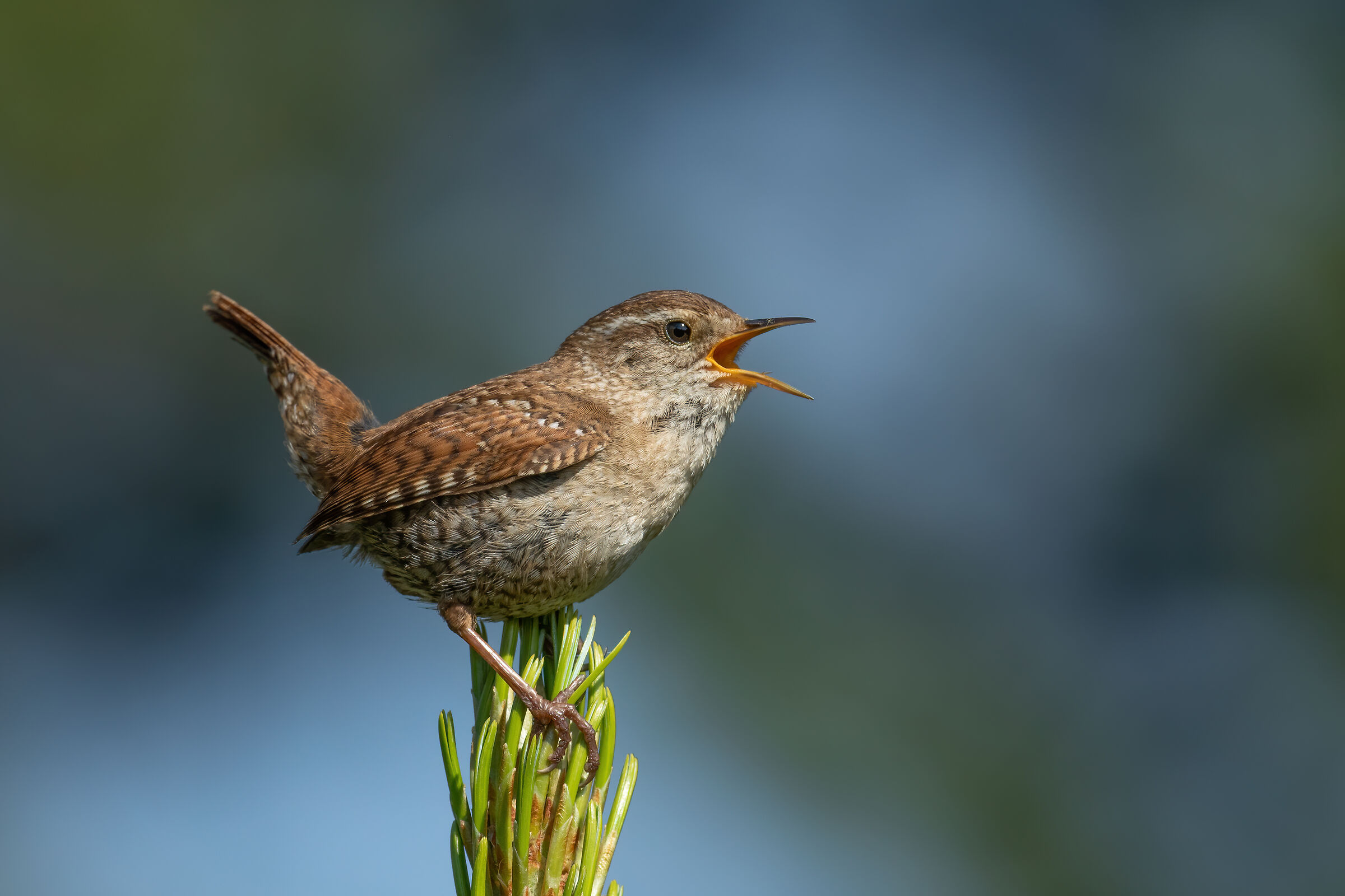 Scricciolo canterino