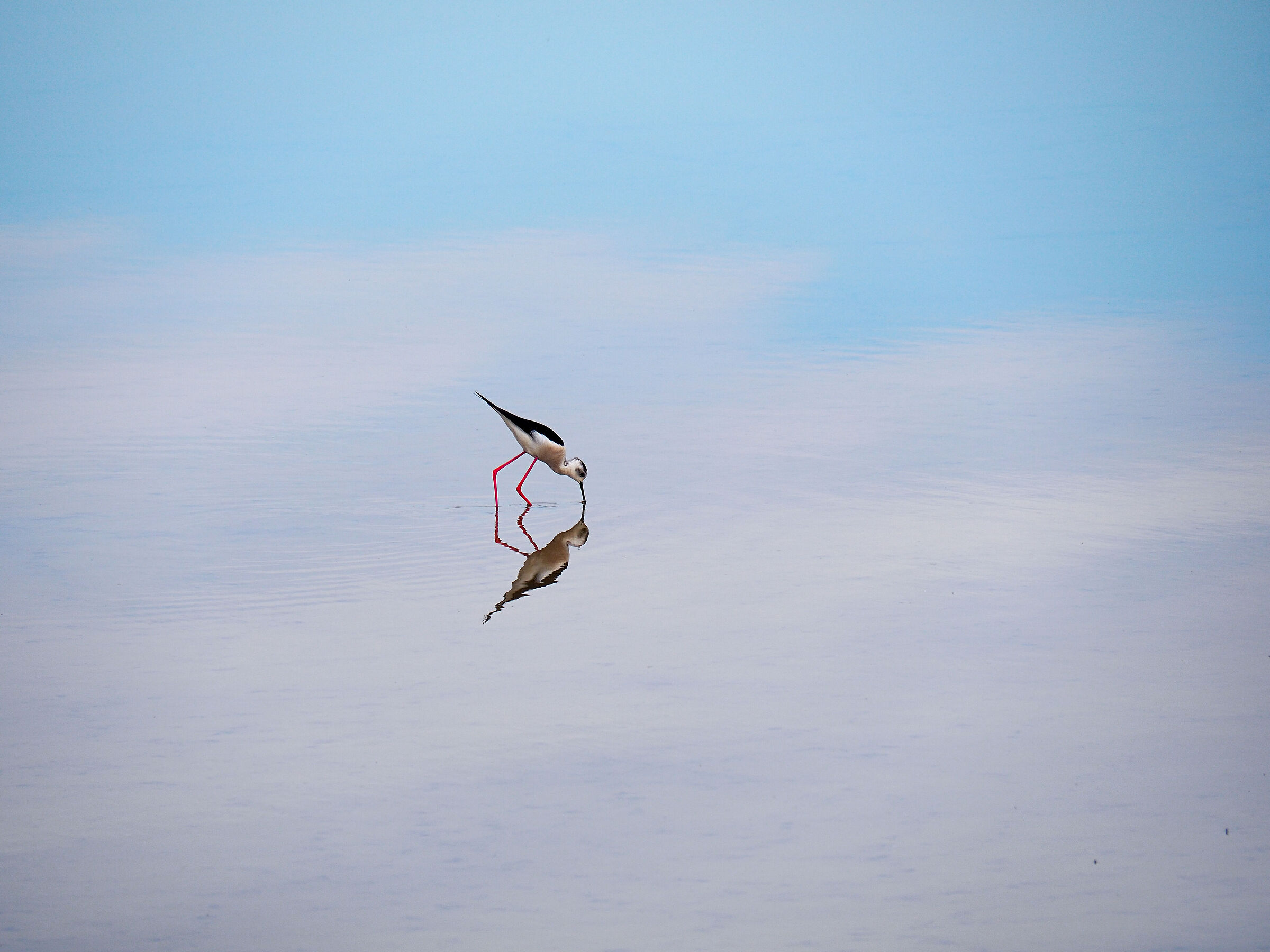 reflections of the knight