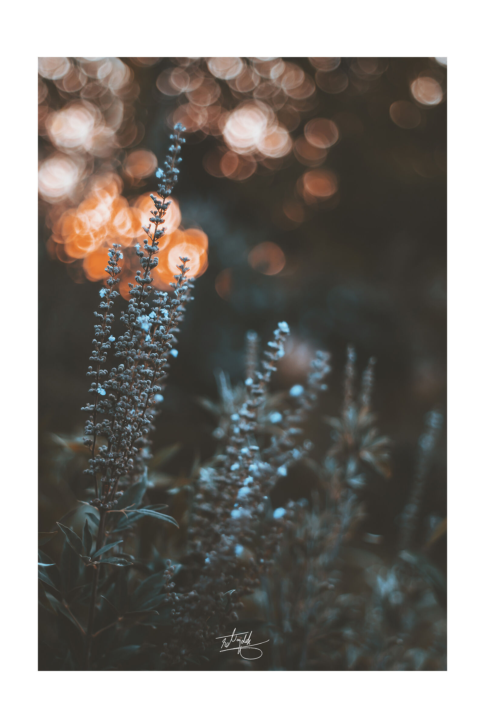 Fade Dream