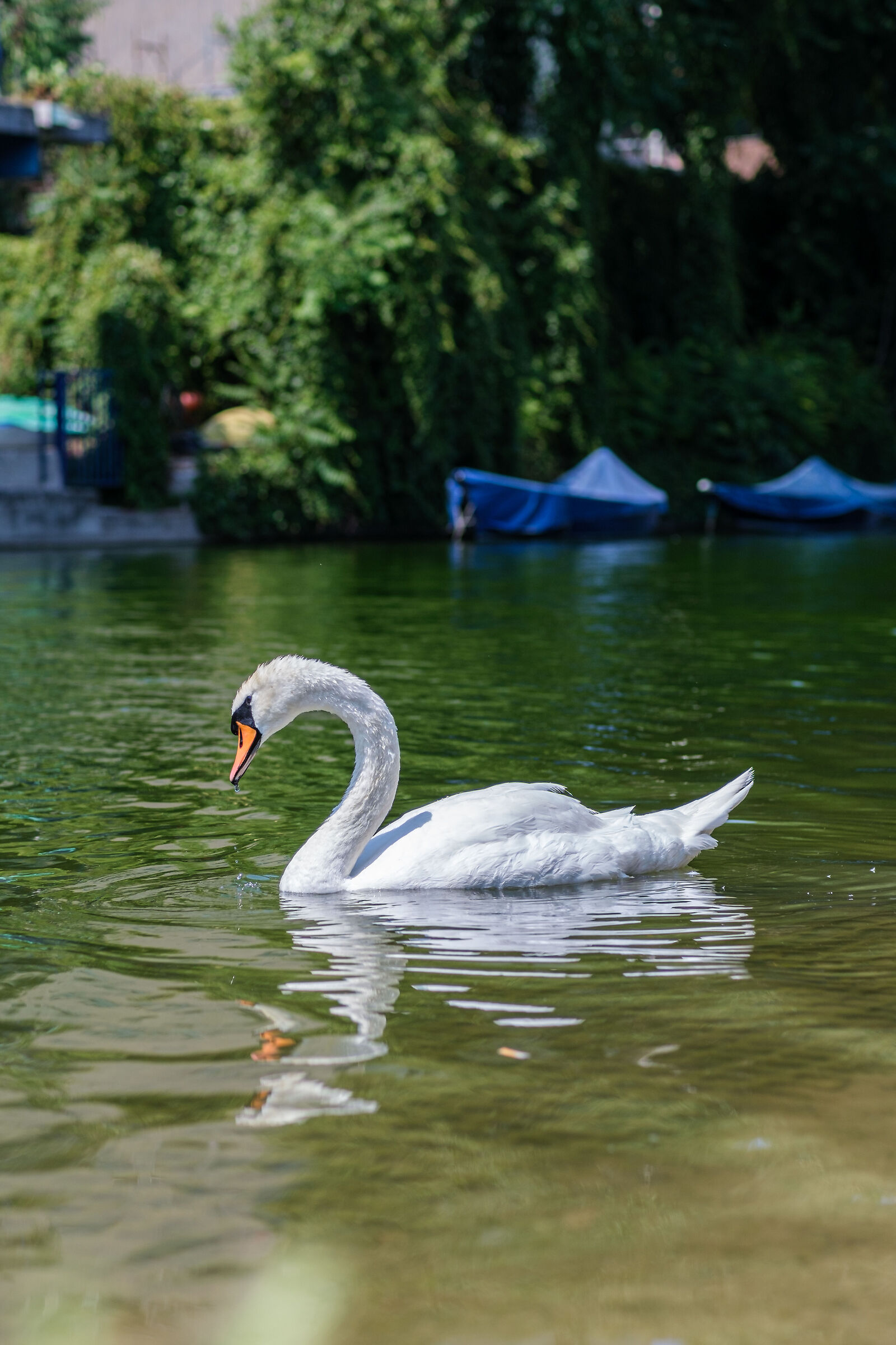 Swan - Darsena Milan
