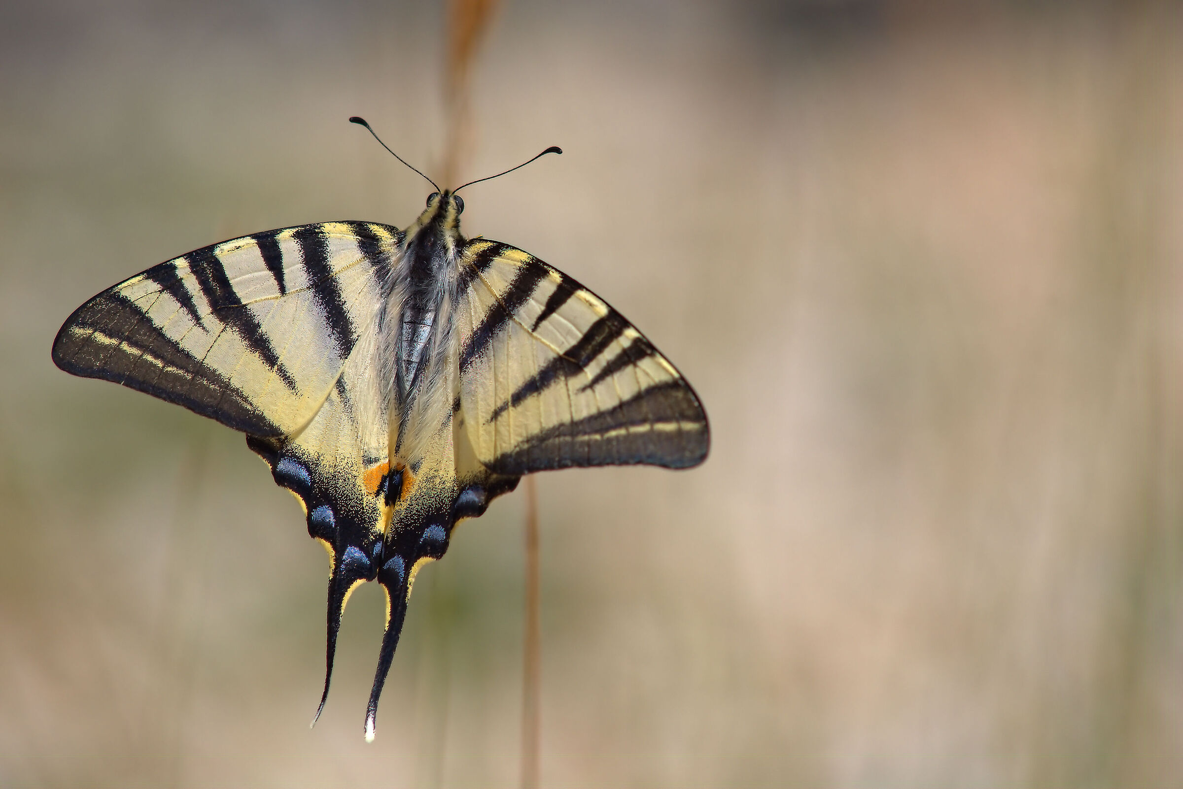Iphiclides podalirius